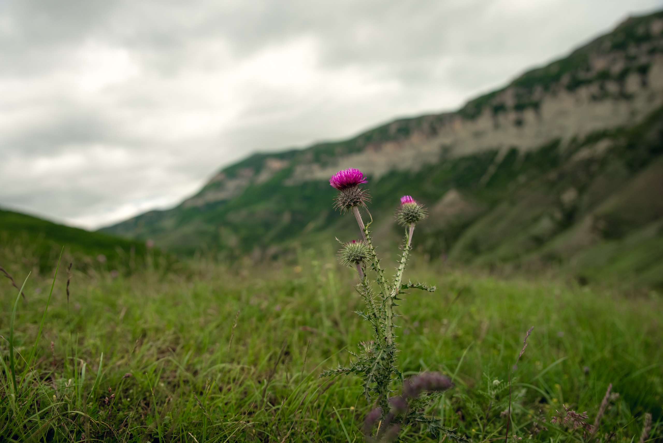 Дагестан. Фотограф Крещение Венчание Москва