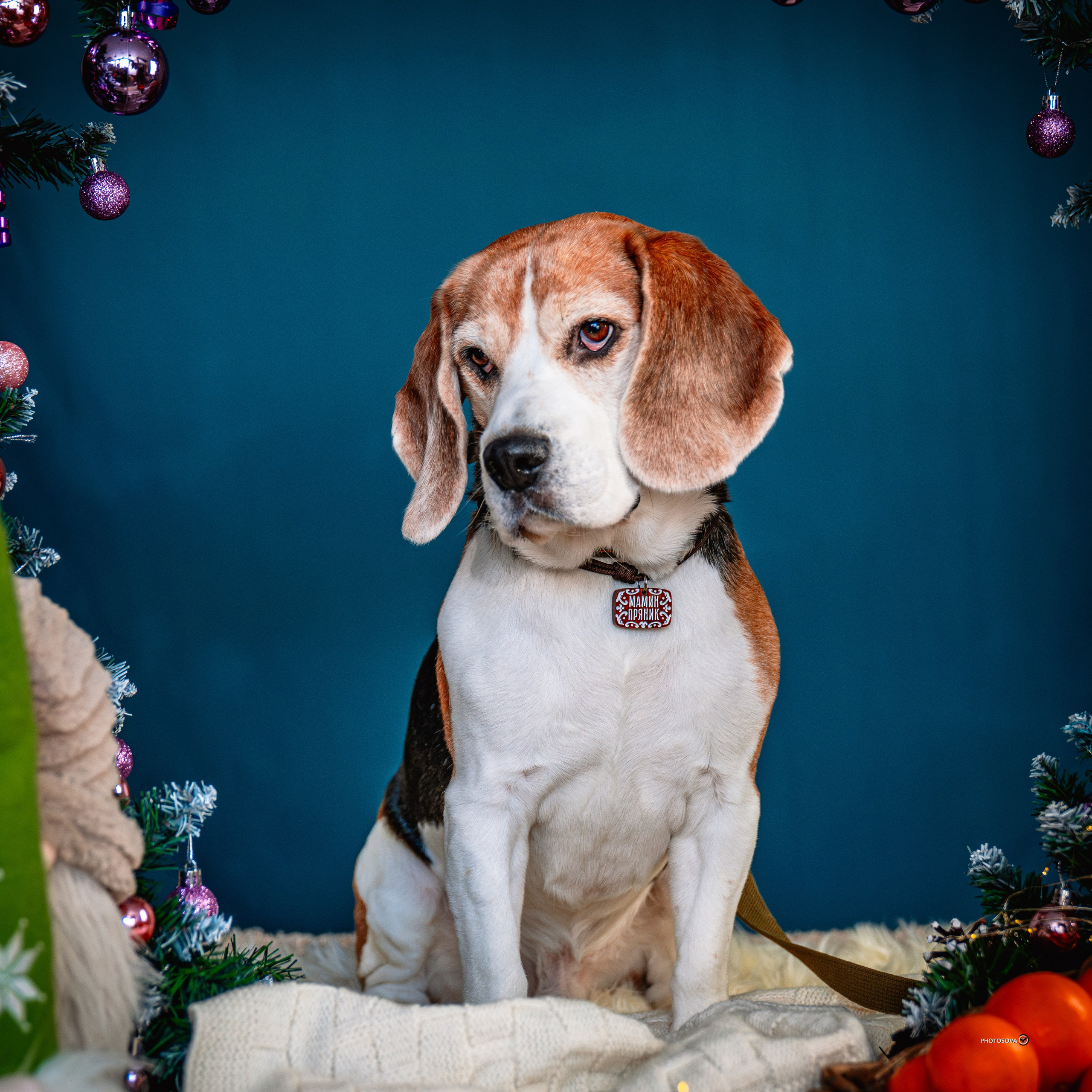 ФОТОПАМЯТЬ ВАШИХ ЭМОЦИЙ. Фотограф-анималист, семейный фотограф в Москве и Подмосковье. Фотосъёмка кинологических дисциплин