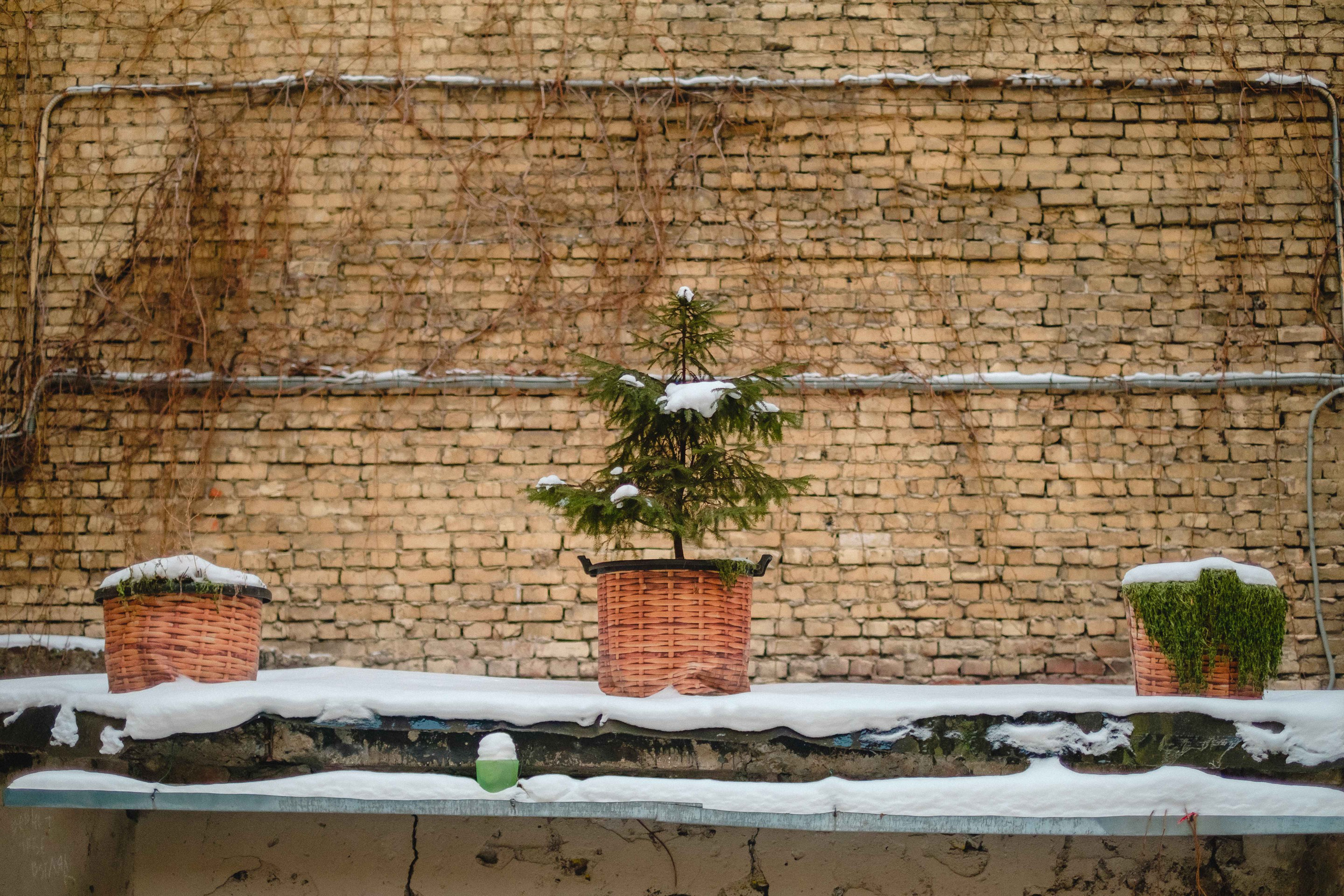 2021.12. Фотограф Алексей Алексеев