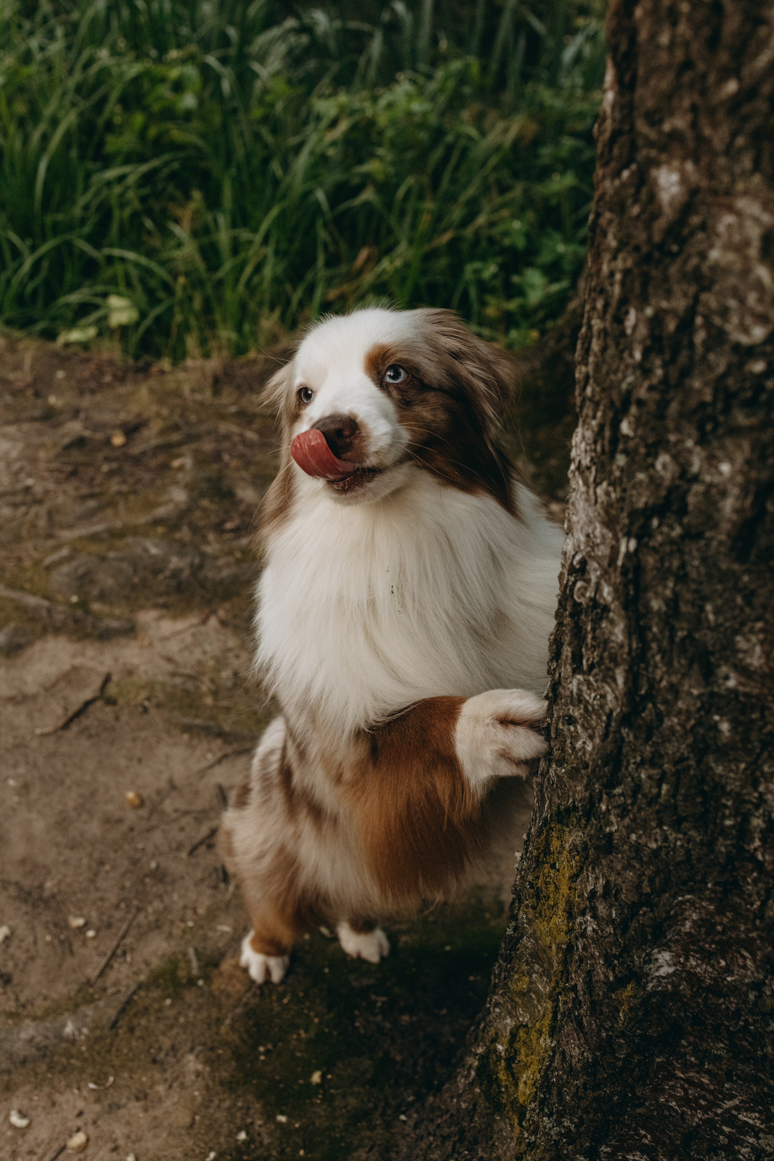 Маша и Эклер. Фотограф — Анималист | Санкт-Петербург