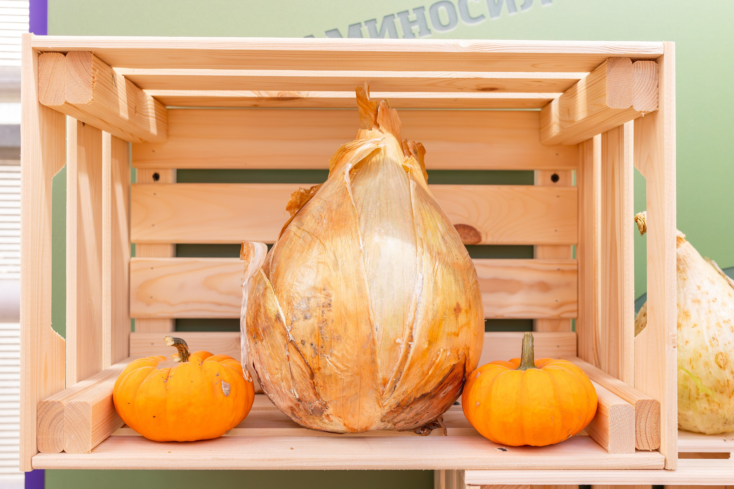 Овощи-гиганты. Александра Куликова фотограф, Москва