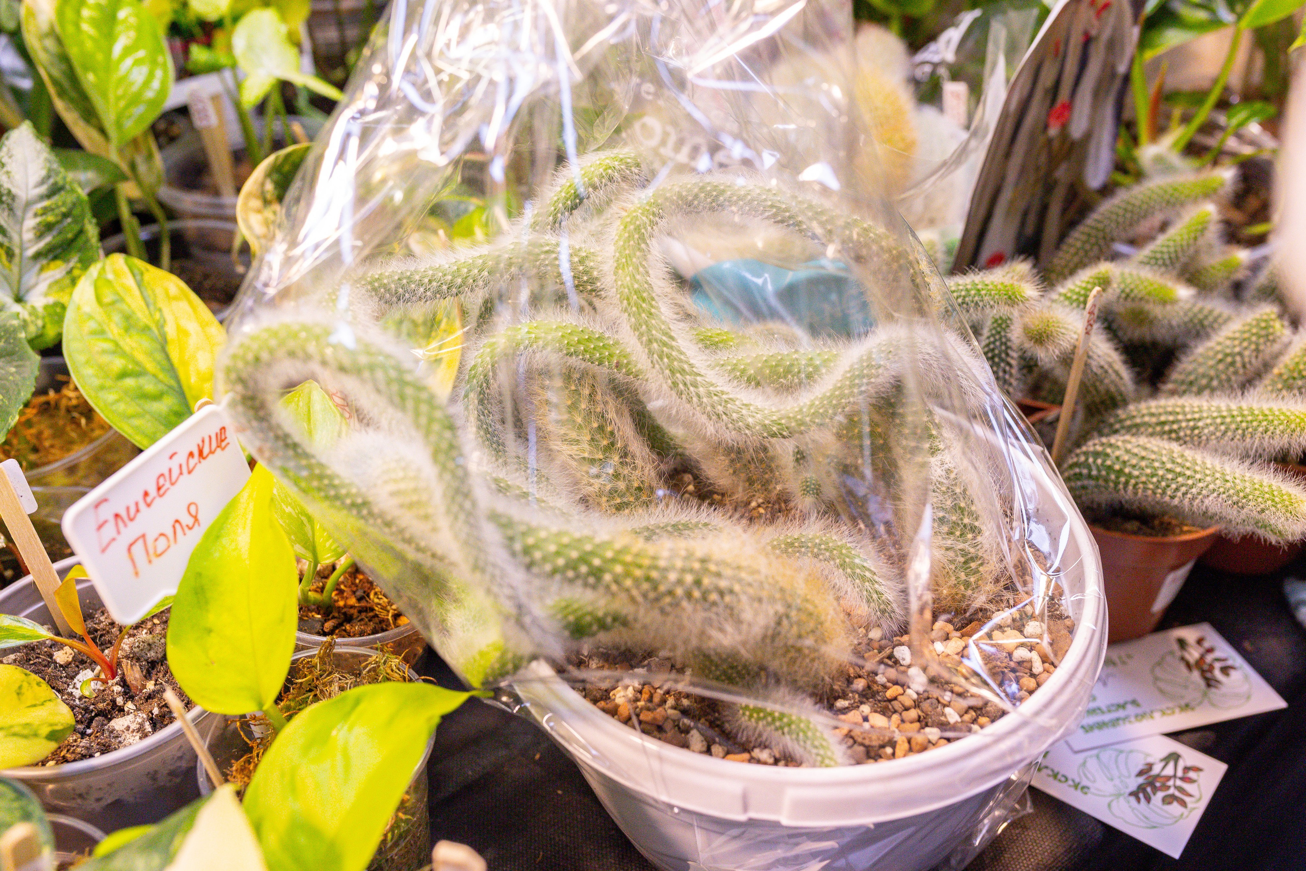 Монстериум 11–12 октября. Александра Куликова фотограф, Москва