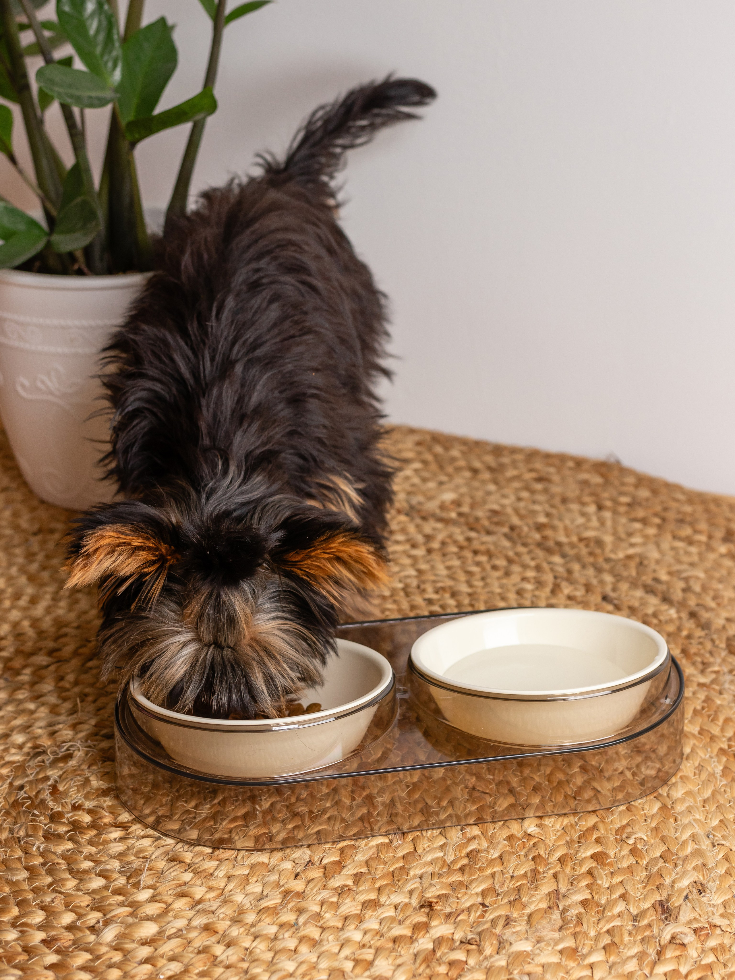 Миска для собаки. Фотограф в Краснодаре Арина Кудряшова