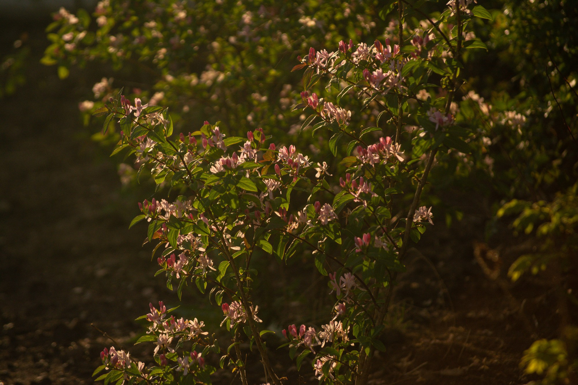 Разное. Репортажный фотограф г. Чита