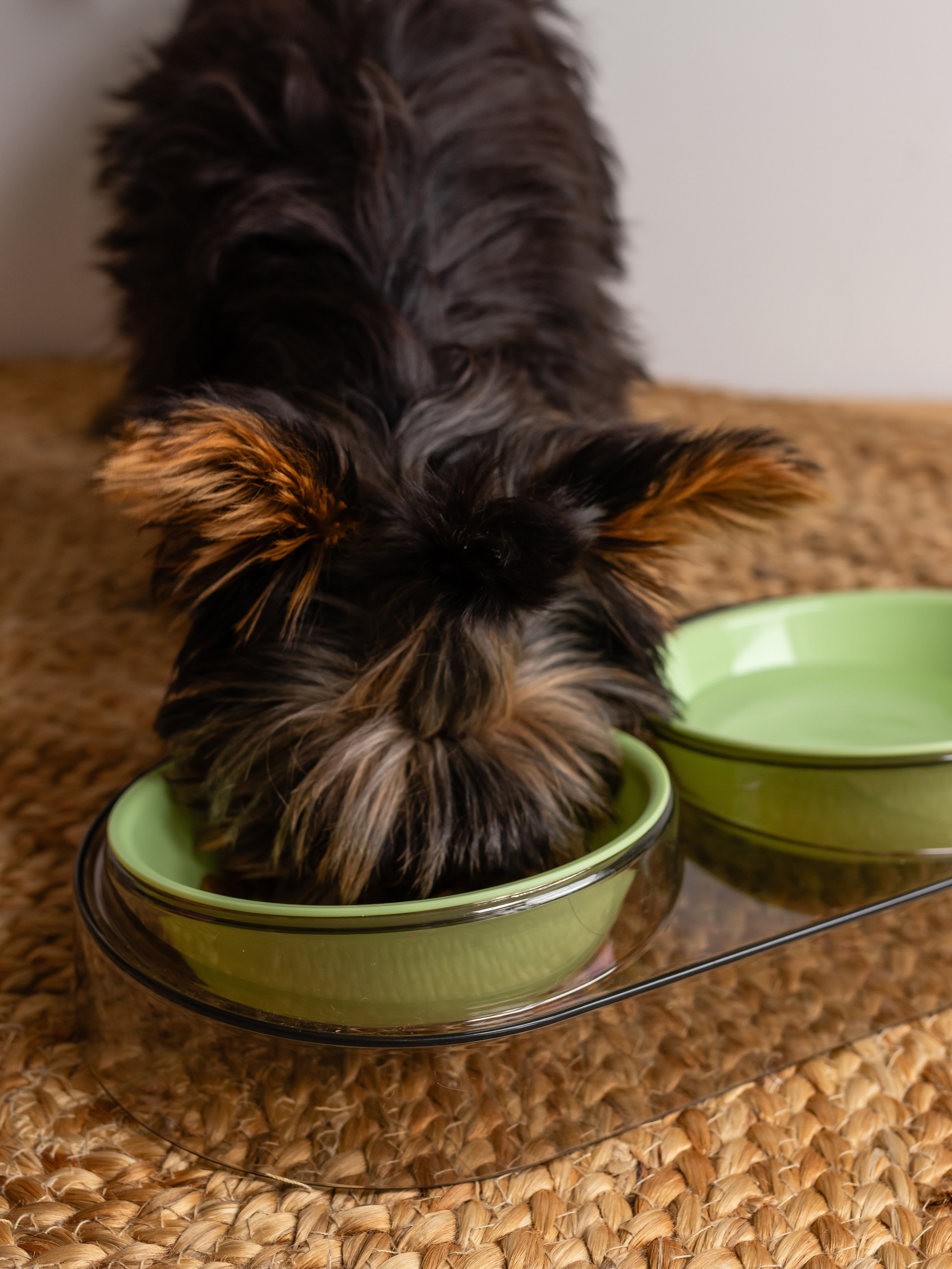Миска для собаки. Фотограф в Краснодаре Арина Кудряшова