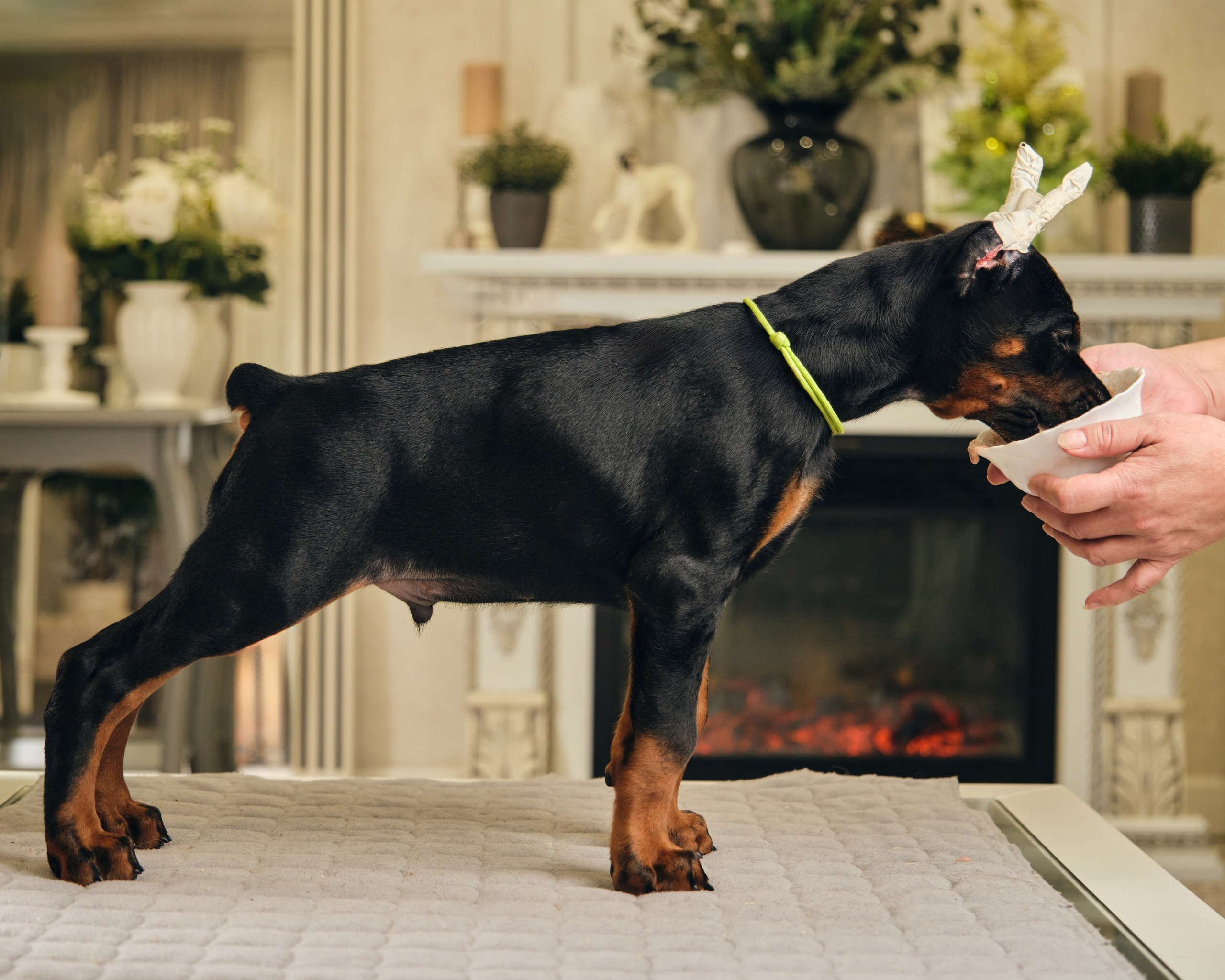 Фотограф животных в Москве и московской области. Профессиональный фотограф в Москве — Максим Дьяконов