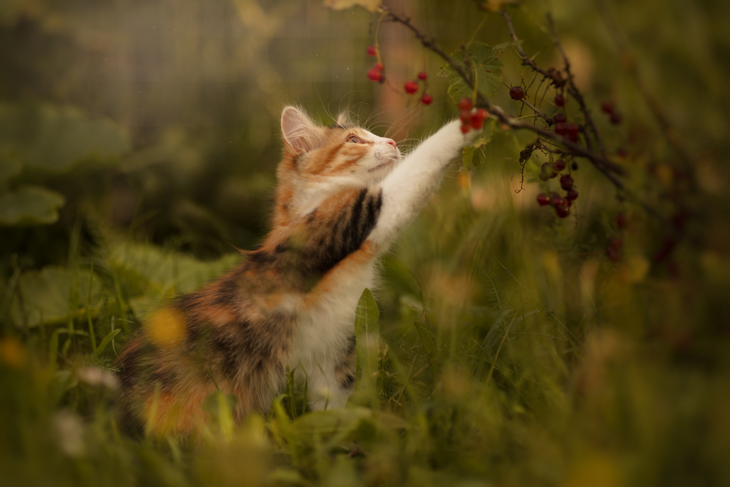 Анималистика. Фотограф Москва — Серпухов — Таруса Ольга Кокеткина