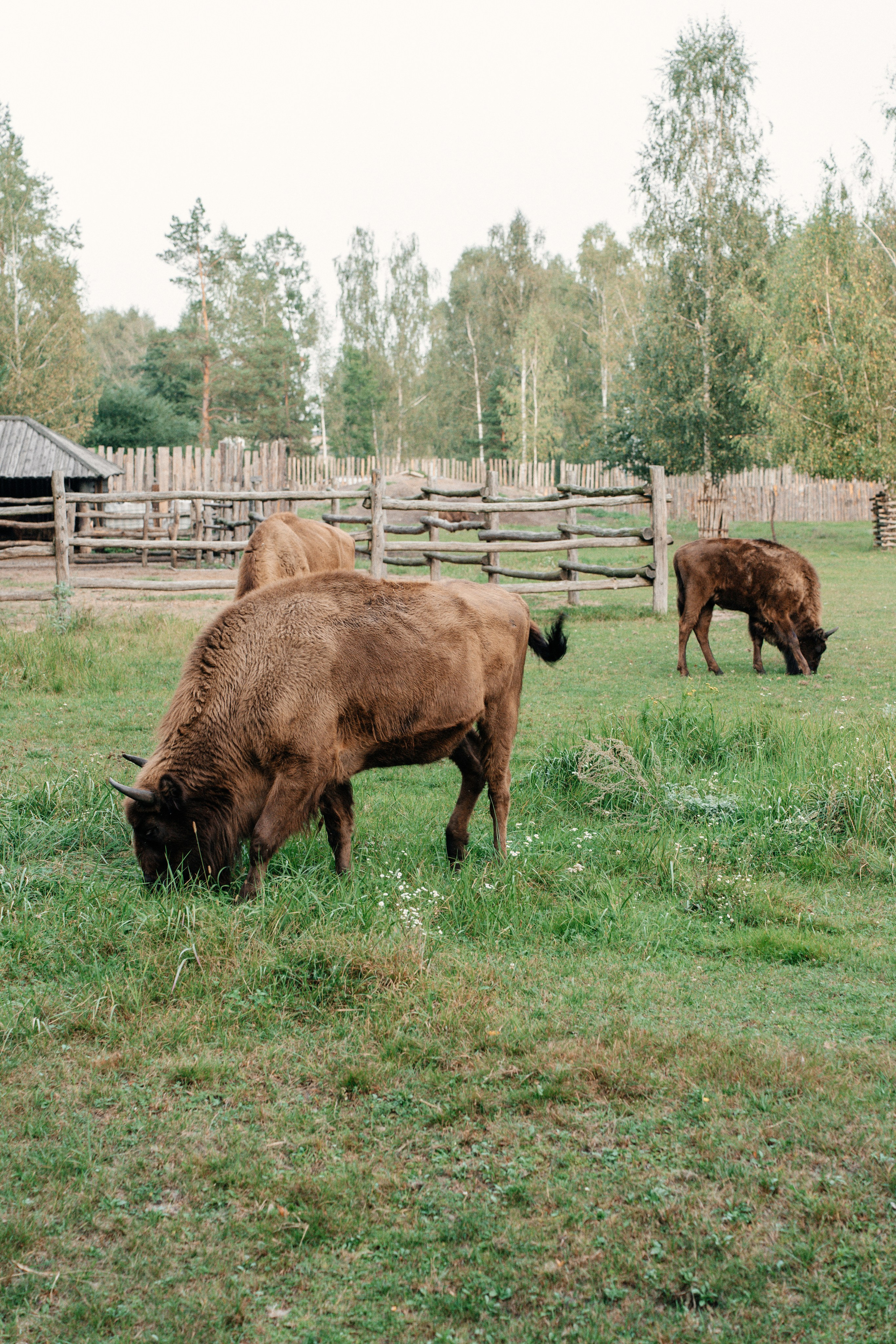Диприз — в мире диких животных. Ваш семейный фотограф в Минске — Вика Трегубова