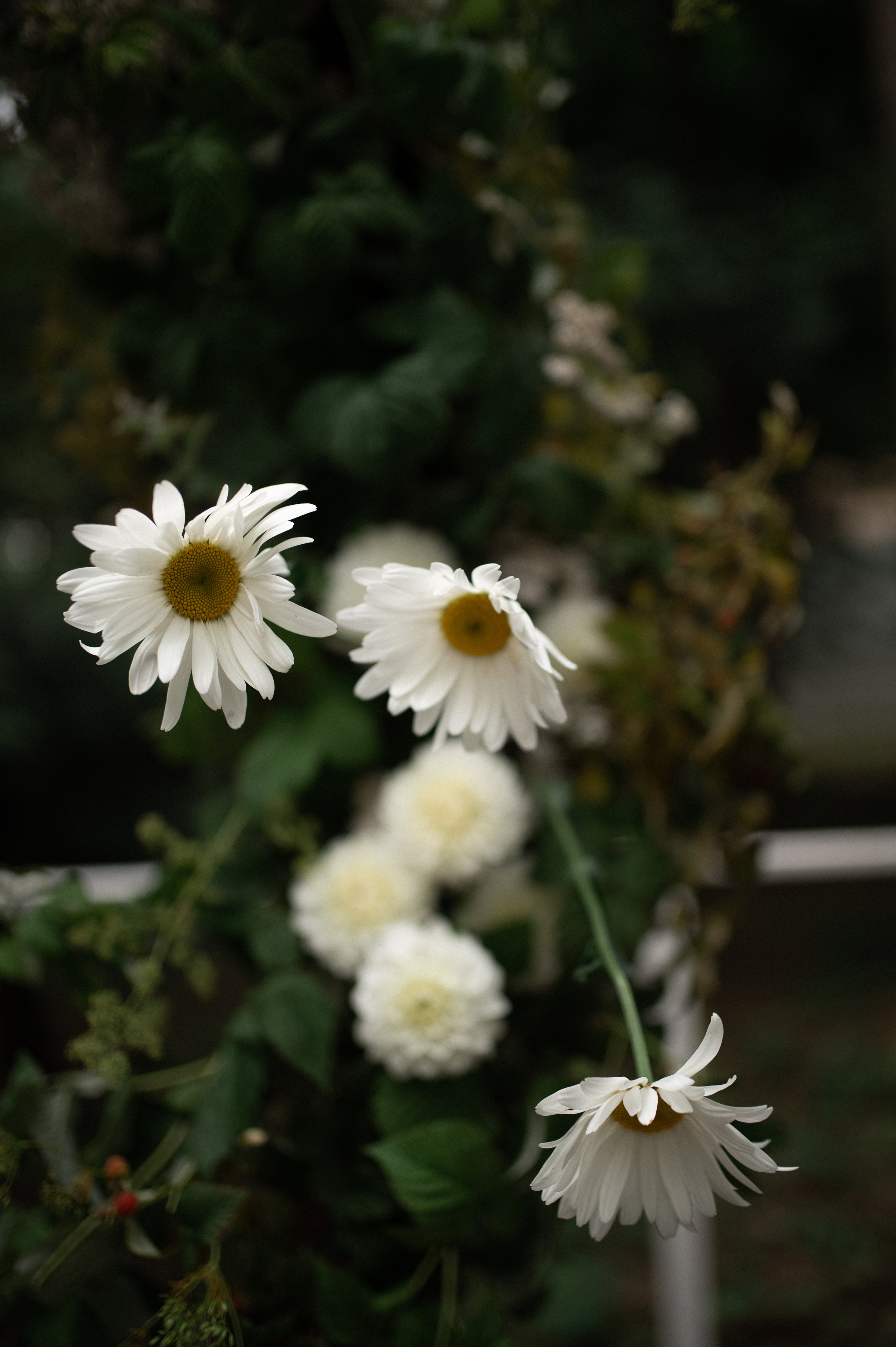 Коля & Вика. Оформление свадеб, декор свадеб Вера Маркова, Москва