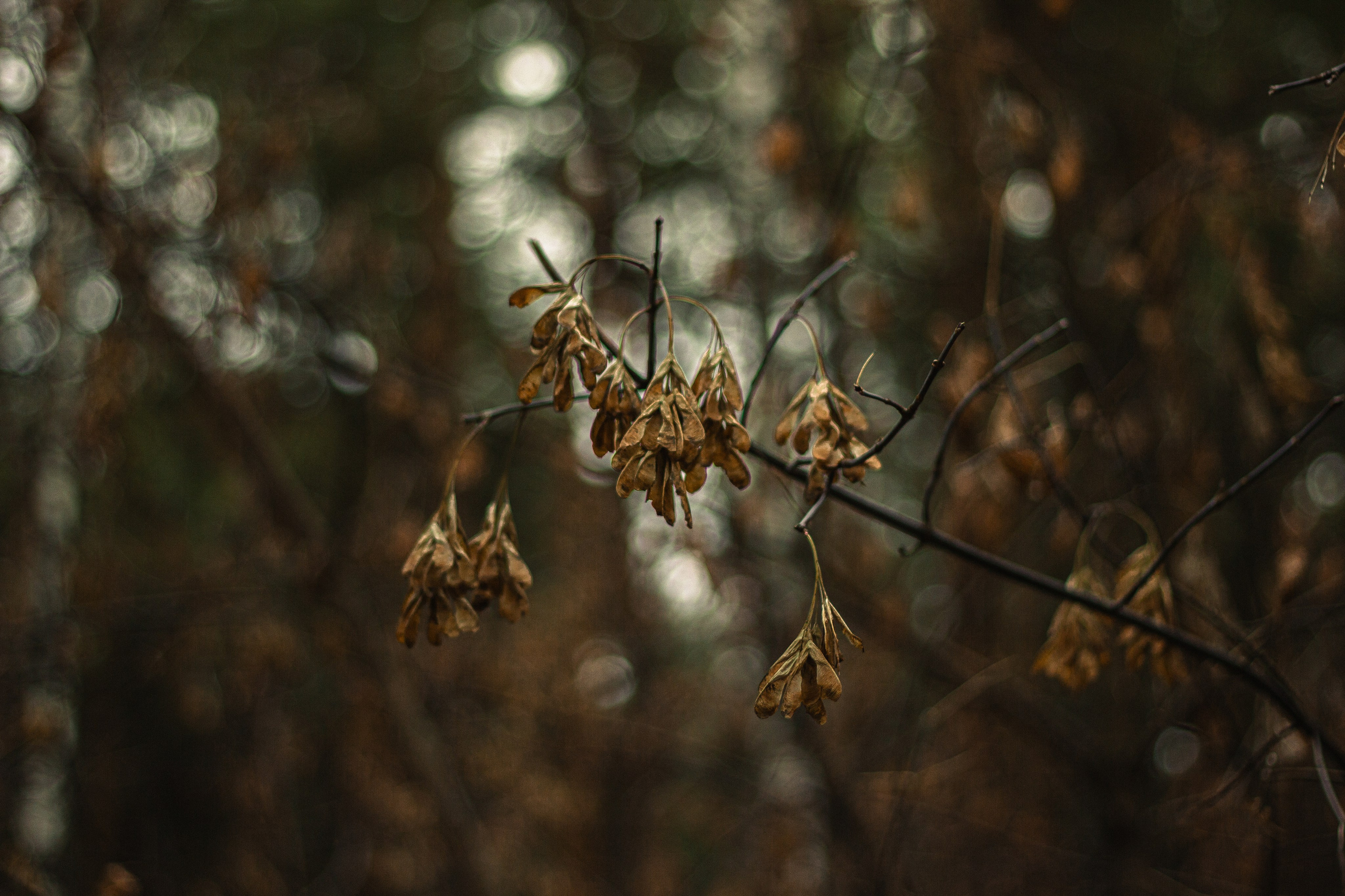 04.11.2024 | Сосновоборск. Kuznetsov | Фотограф в Красноярске