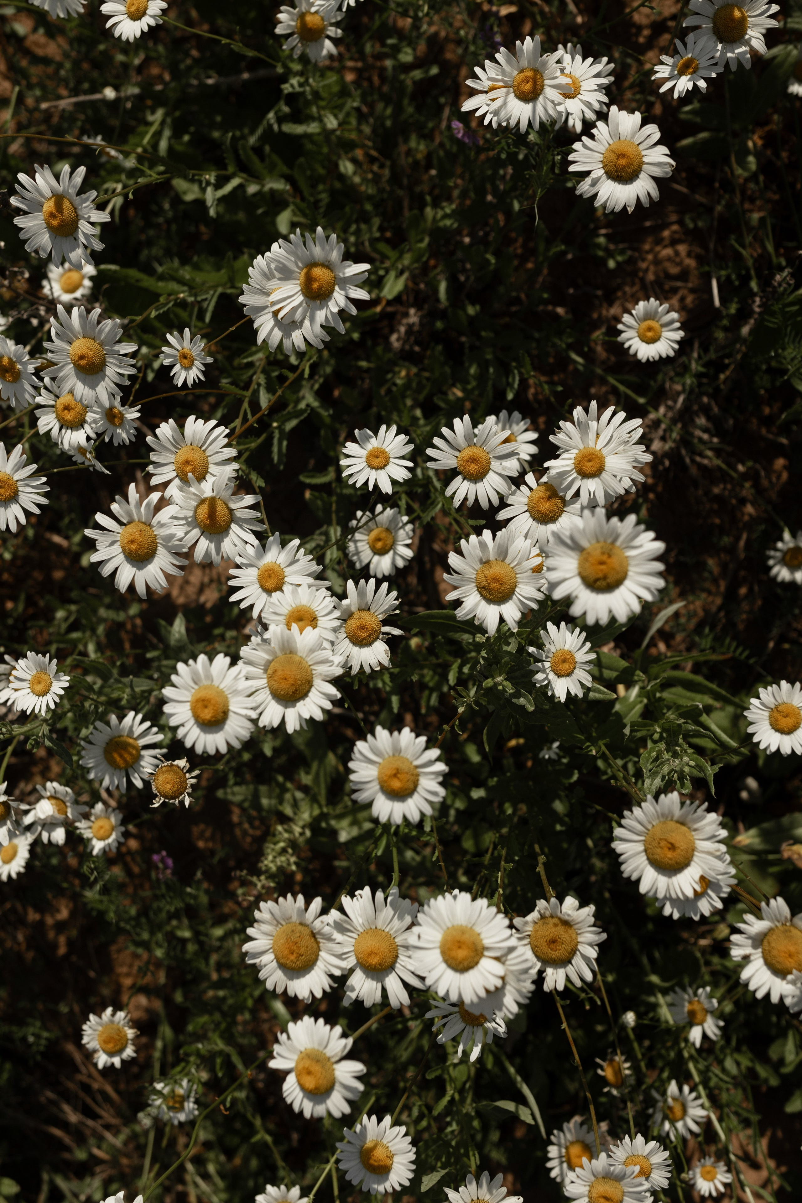 Алсу. Фотограф Алина Кучумова