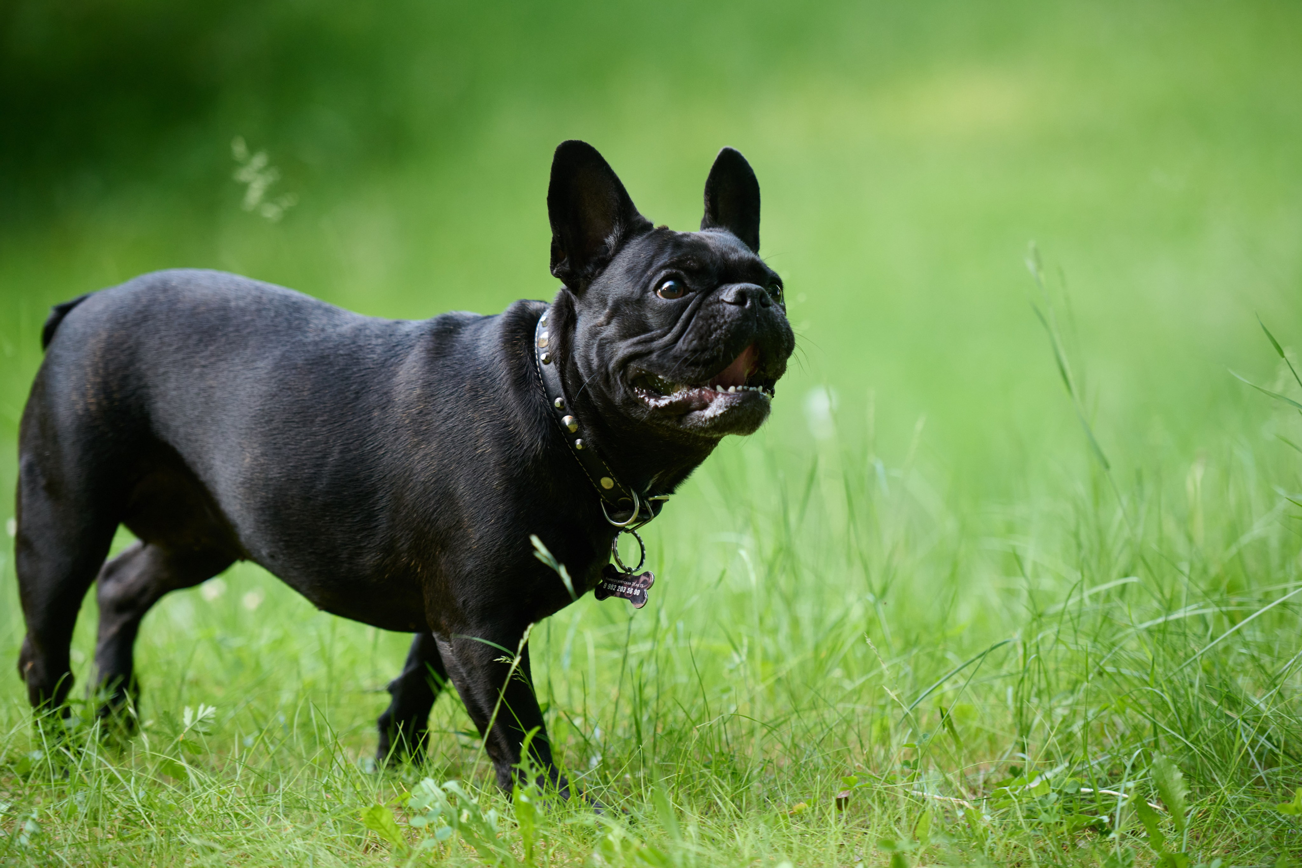 Семейная фотосессия с собакой. Репортажный и семейный фотограф — Шелихов Сергей