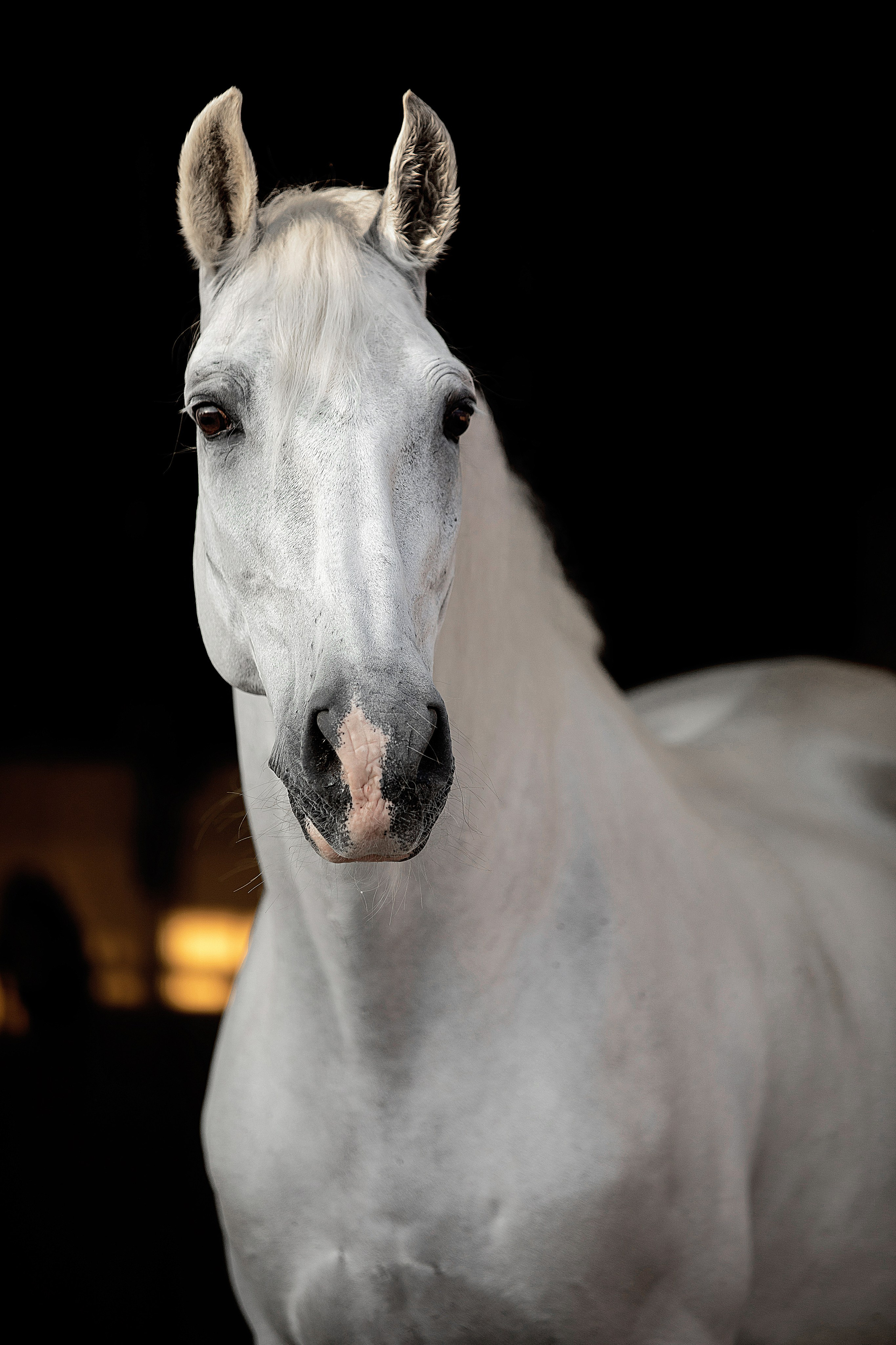 Лошади на свободе. Конный и театральный фотограф Анапа