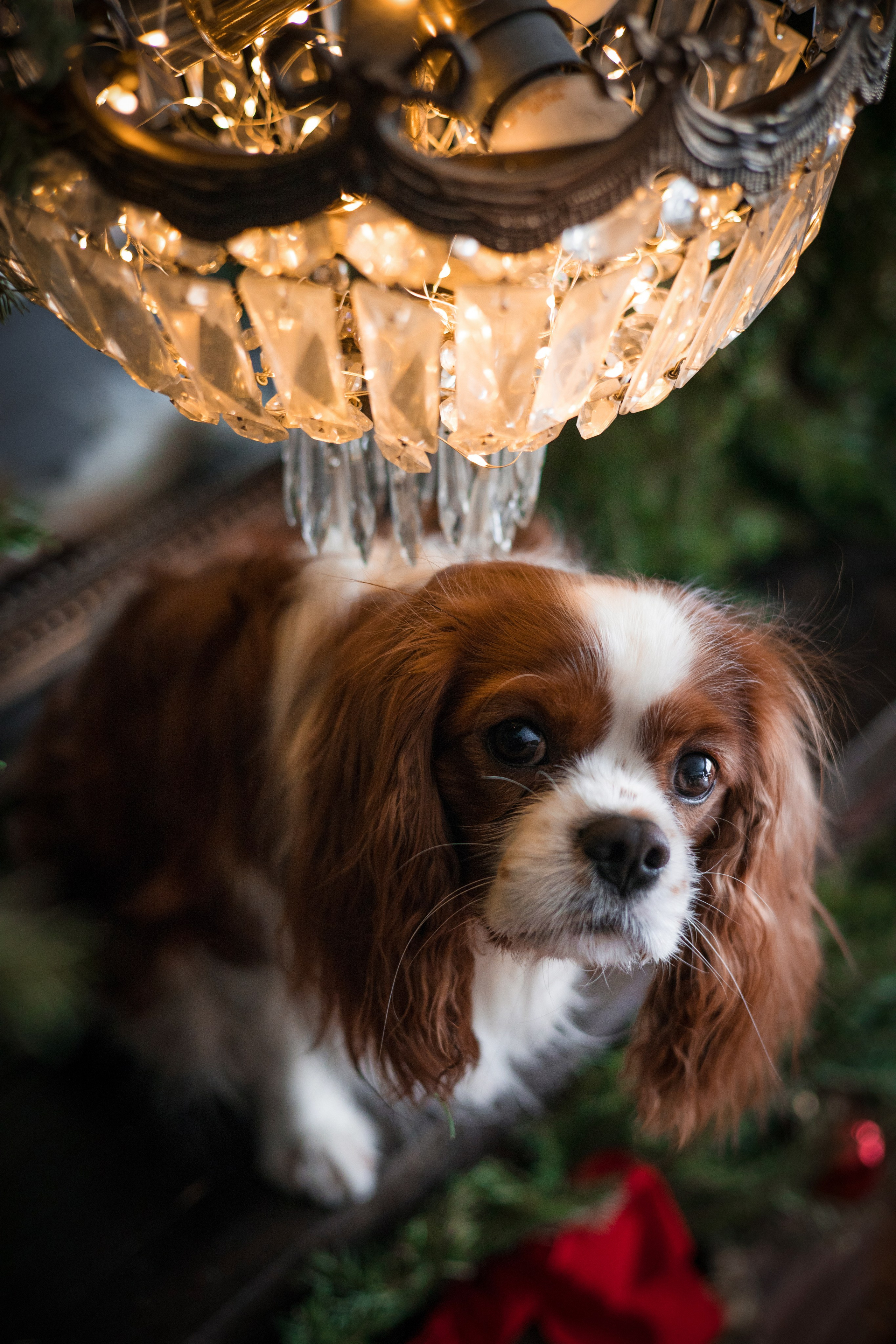 Портфолио. Фотограф-анималист в Екатеринбурге Марина Шишкина