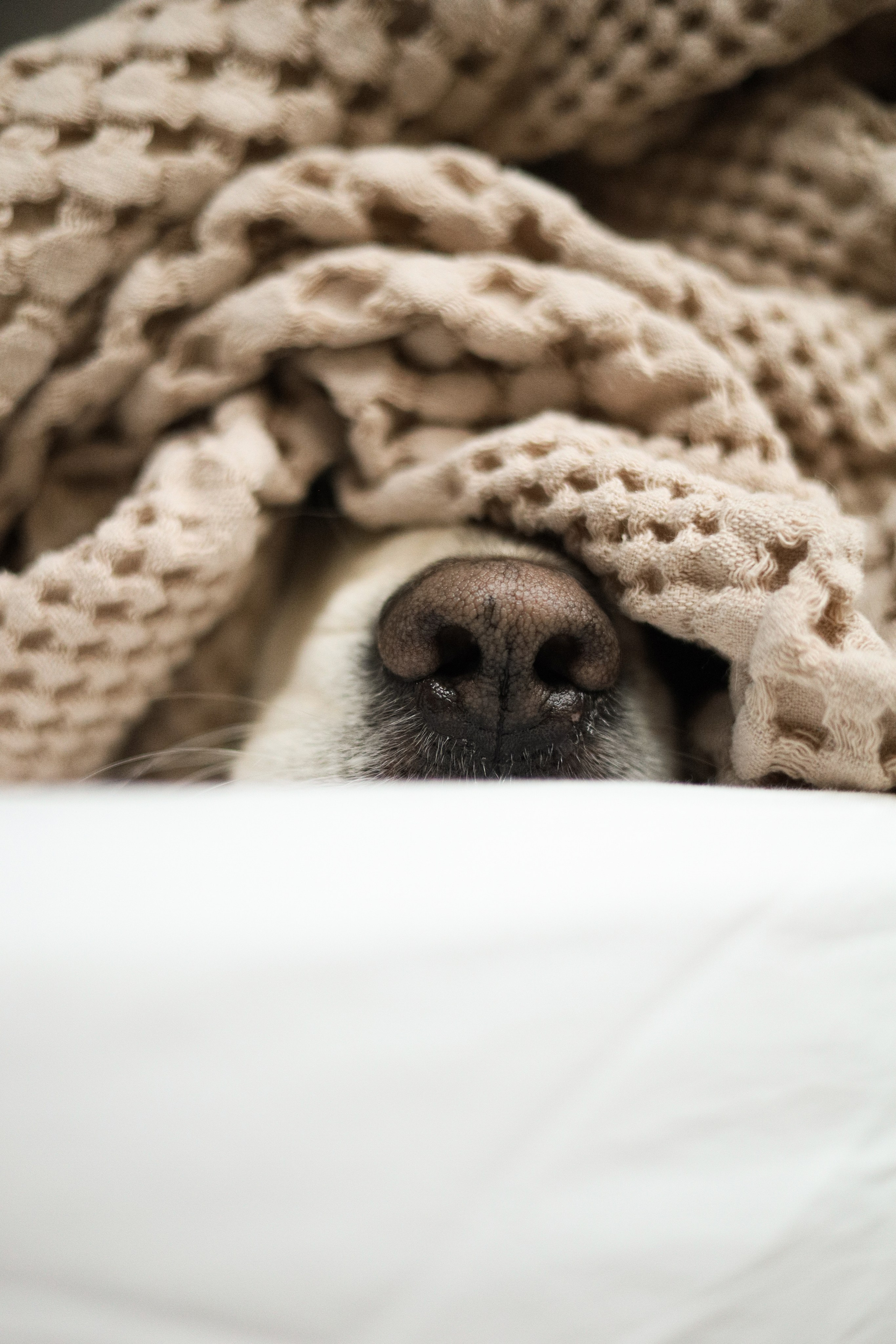 Зиз и Юля. Новогодняя. Фотограф-анималист Ксения Шевцова|Москва