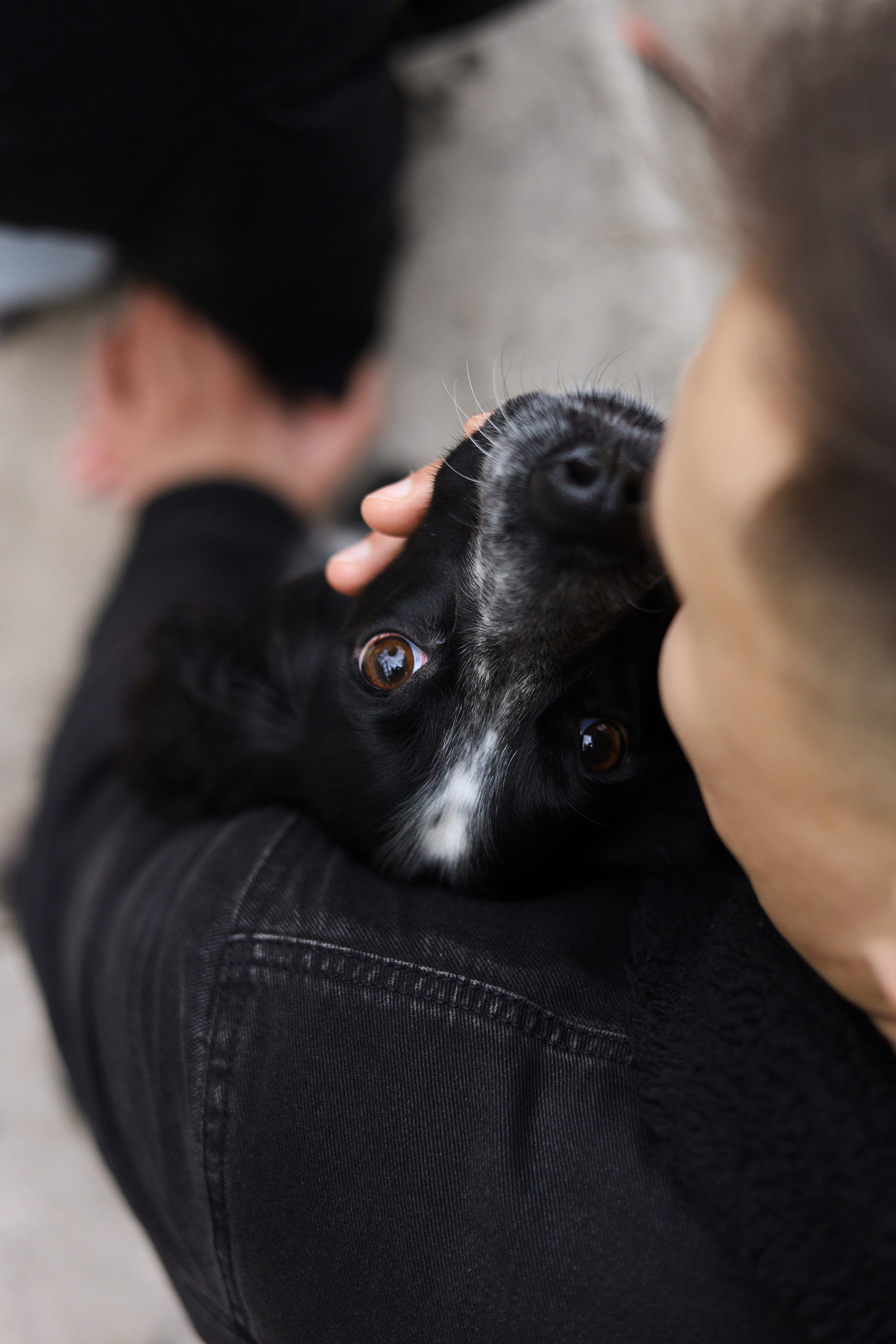 Милка, Вероника и Тимофей. Фотограф-анималист Ксения Шевцова|Москва