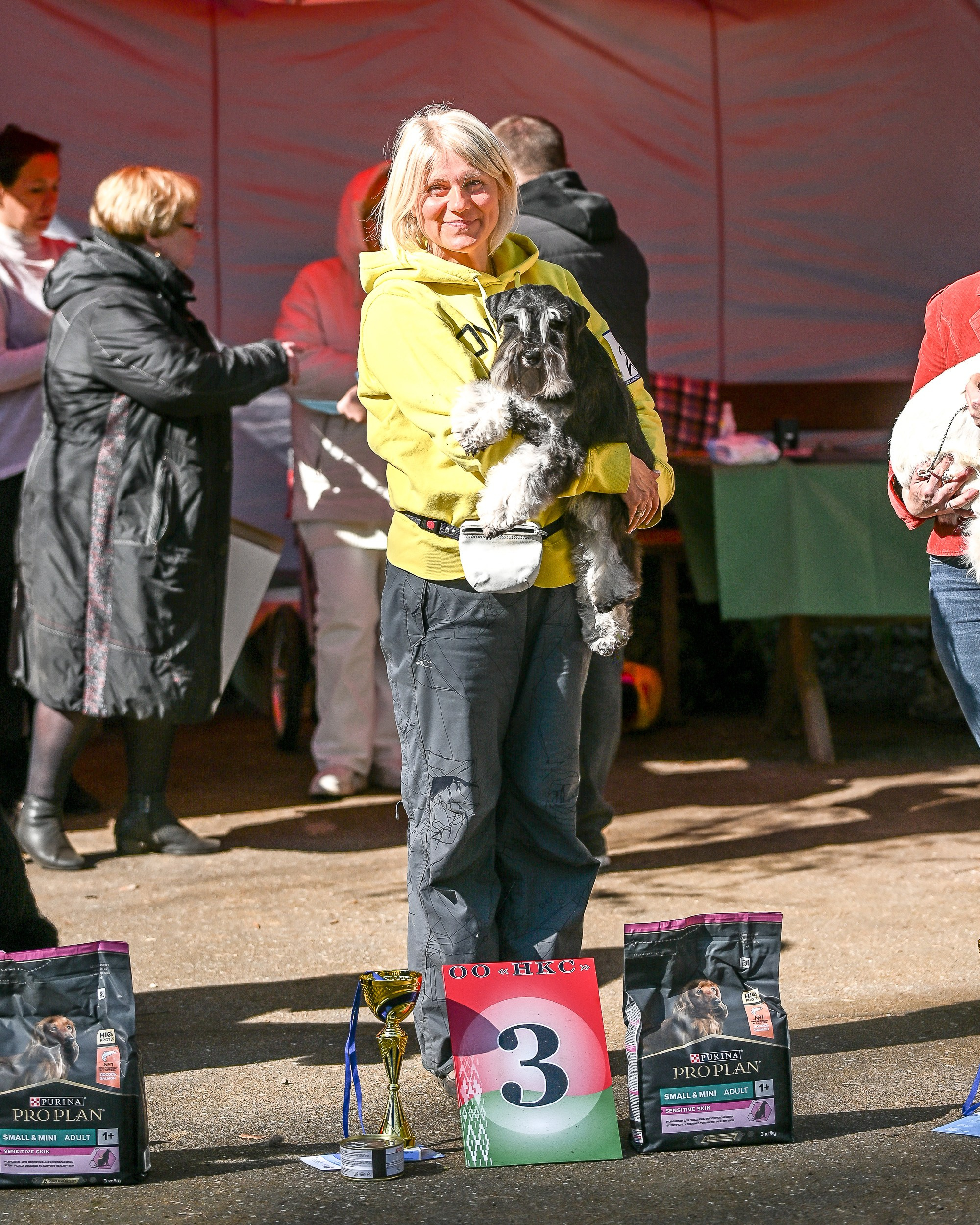 Харли/ Delinso Balance Ultima Gail. Питомник цвергшнауцеров в Беларуси «Делинсо Бэлэнс»