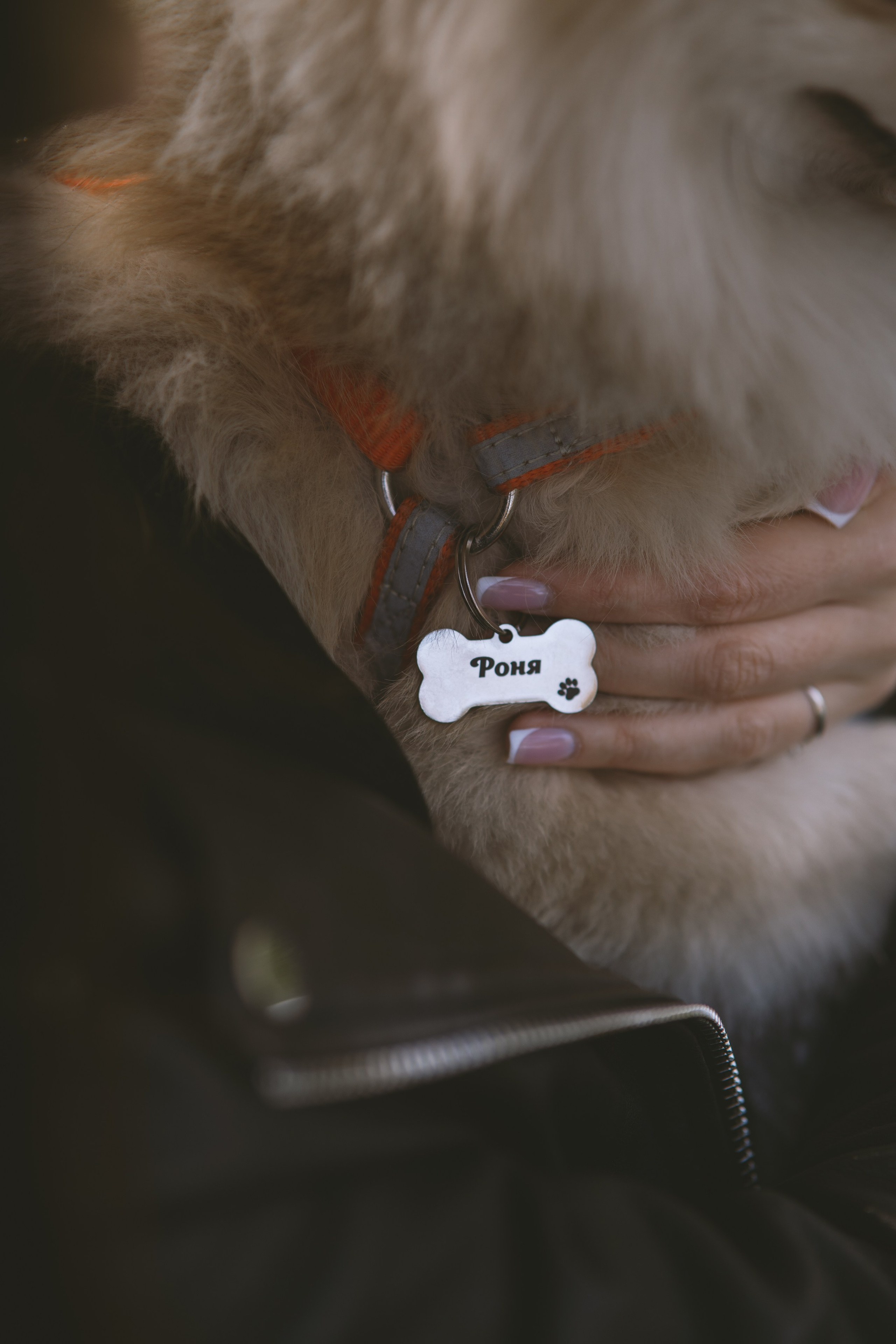 Дарья и ее шпиц Роня. Фотограф в Хабаровске — Виолетта Агафонова