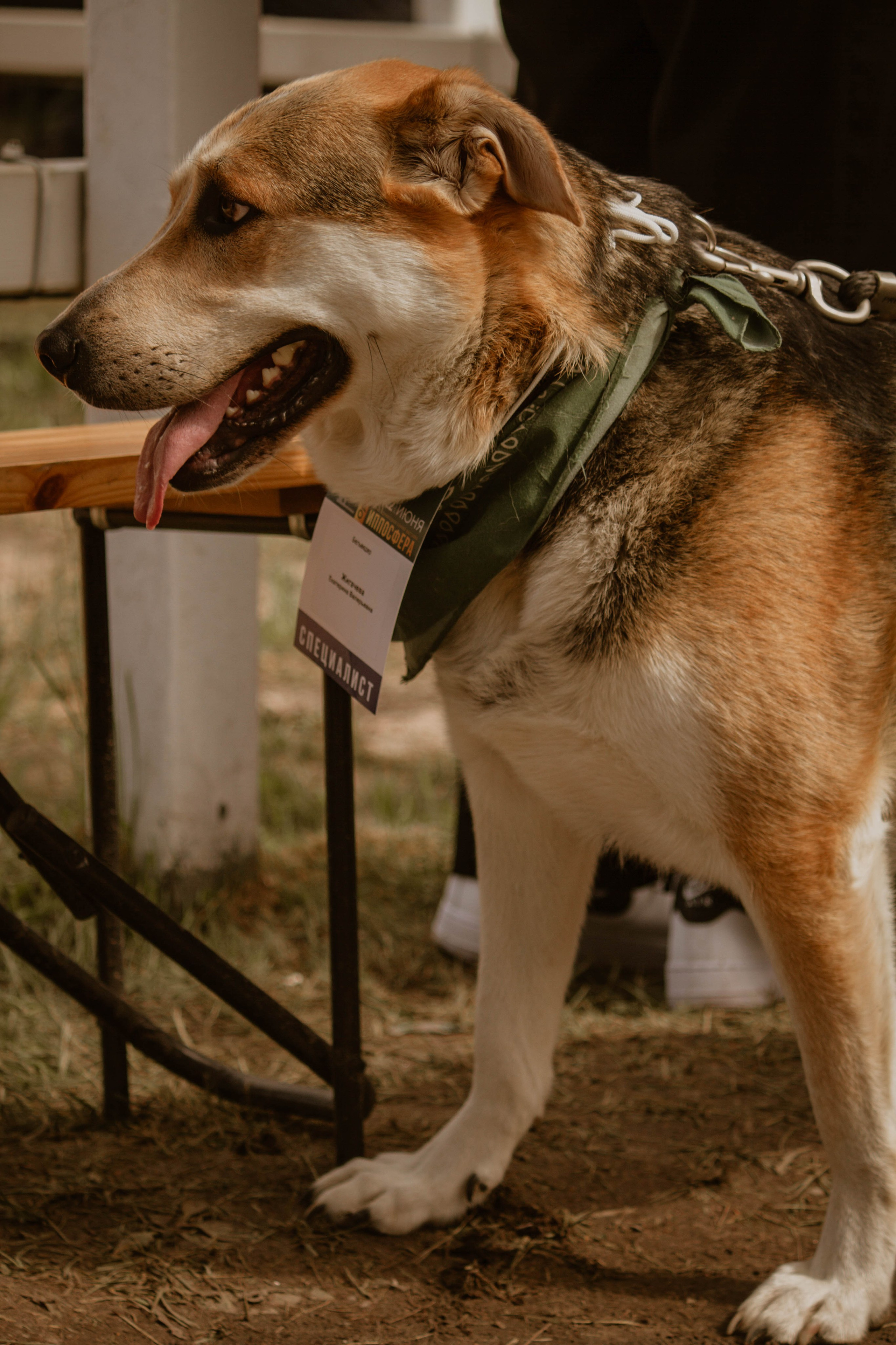 ИППОСФЕРА — Международная конная выставка. Создадим шедевр? Виталина и её фотоискусство