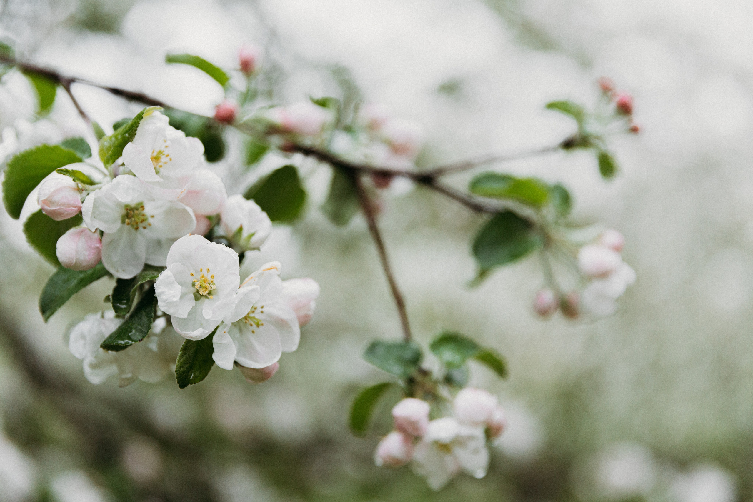 Таня в Коломенском. Фотограф-анималист в Москве Соломонова Варвара