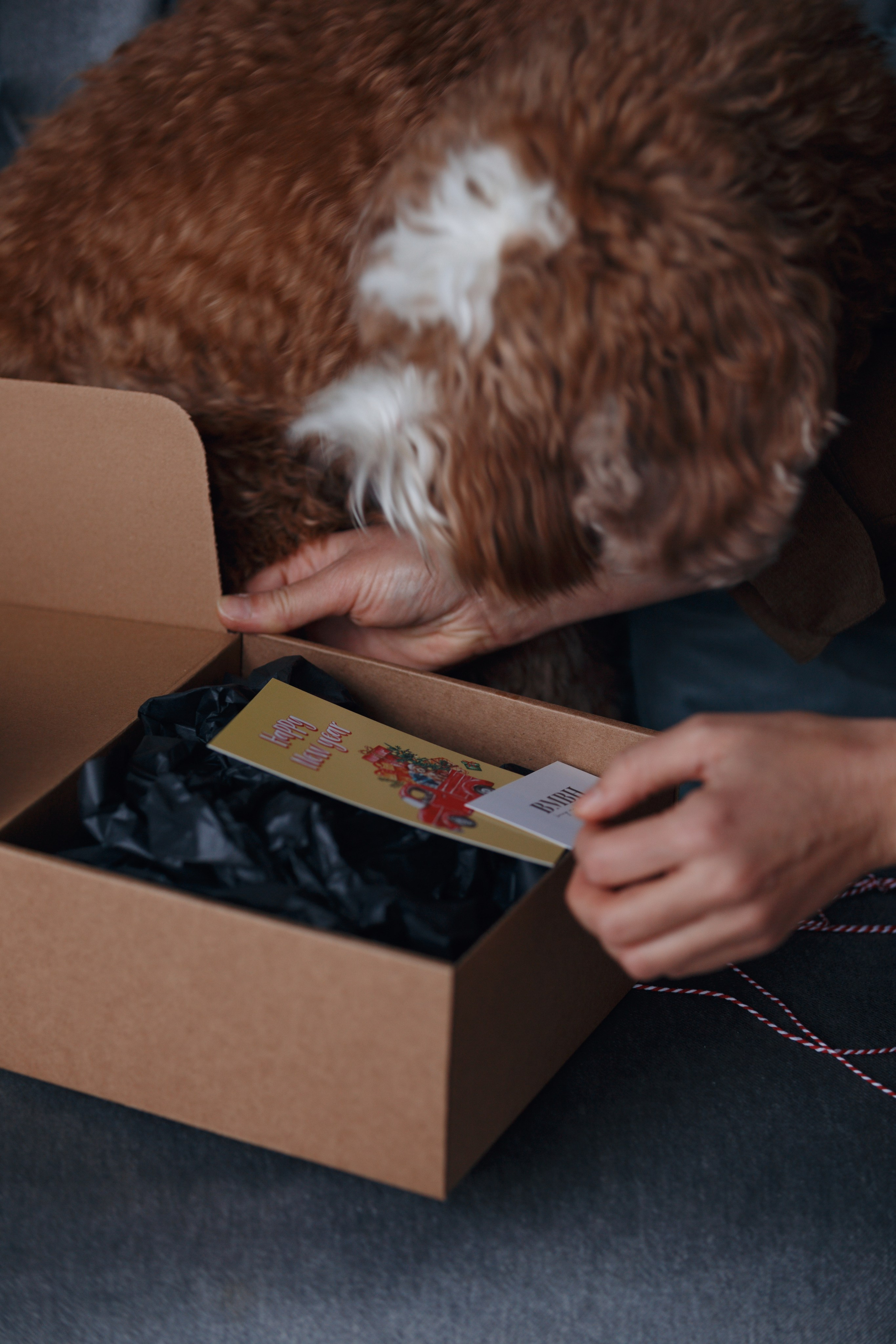 Bmbh лежанки и адресники. Фотограф анималист Кристина Карпова, Москва