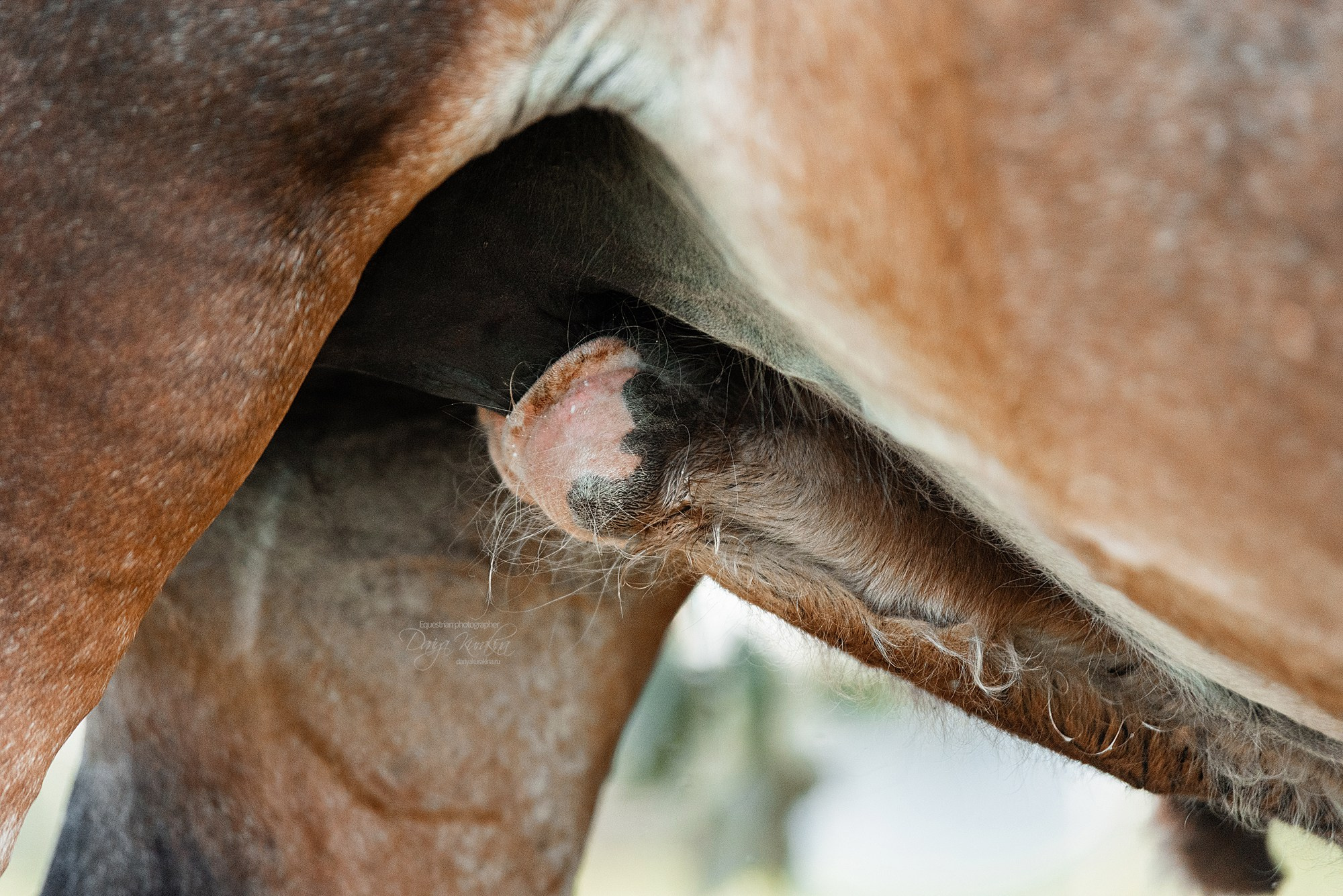 Рапунцель и Квини. Конный фотограф Куракина Дарья • Фотосессии с лошадьми