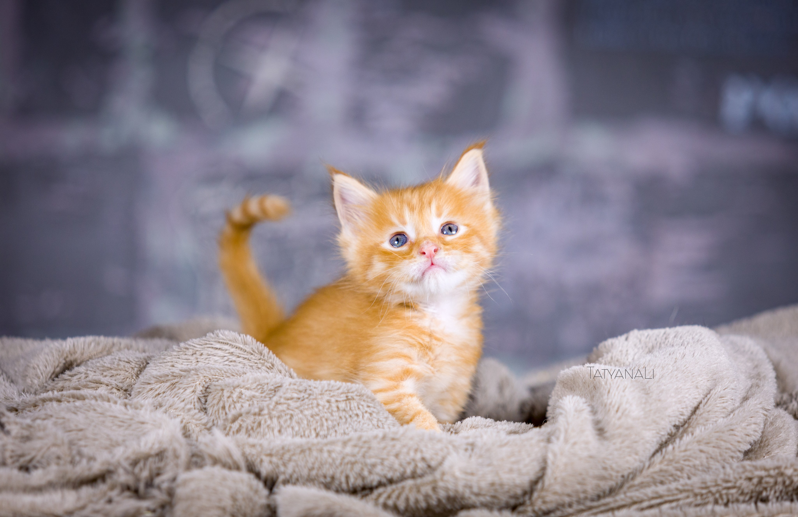 Котята. Фотограф — анималист Татьяна Ли