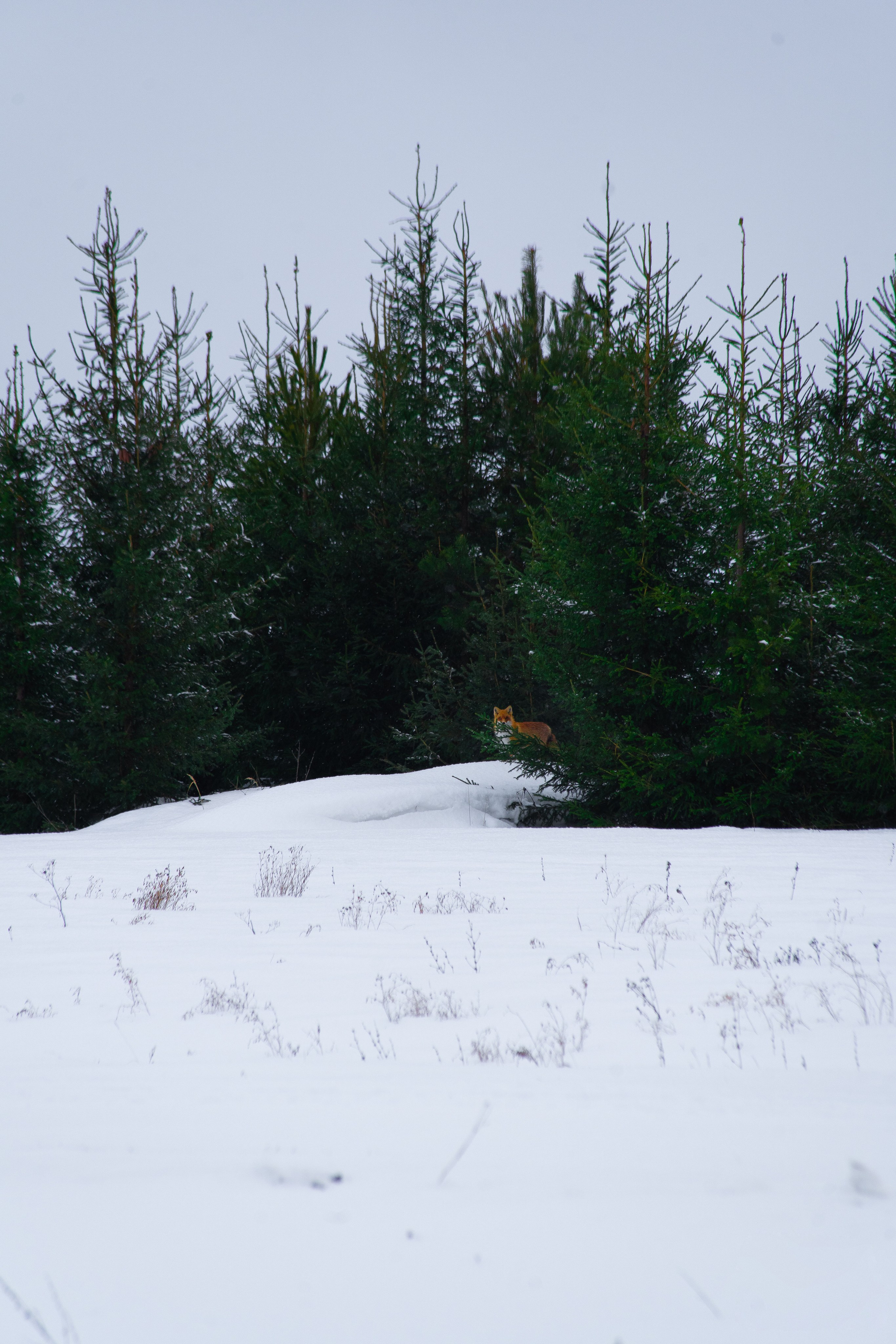 ЦВЕТНЫЕ ФОТОГРАФИИ. Никита Аничкин фото и видео оператор из России