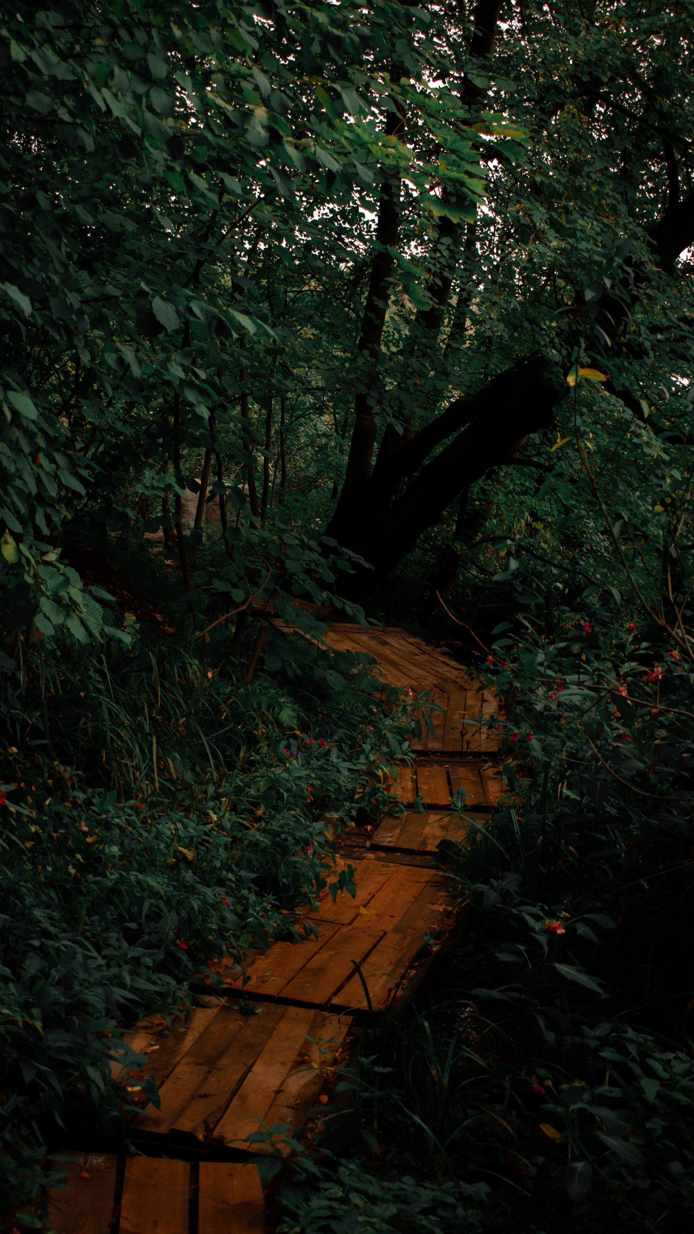 деревянная тропинка в сказочном лесу