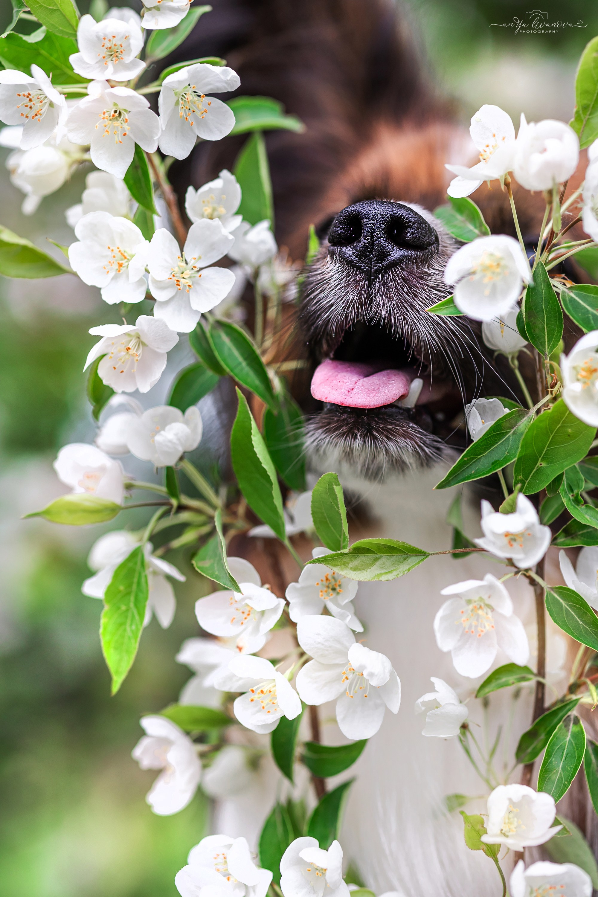Яблони. Фотограф анималист Аня Ливанова | Рыбинск