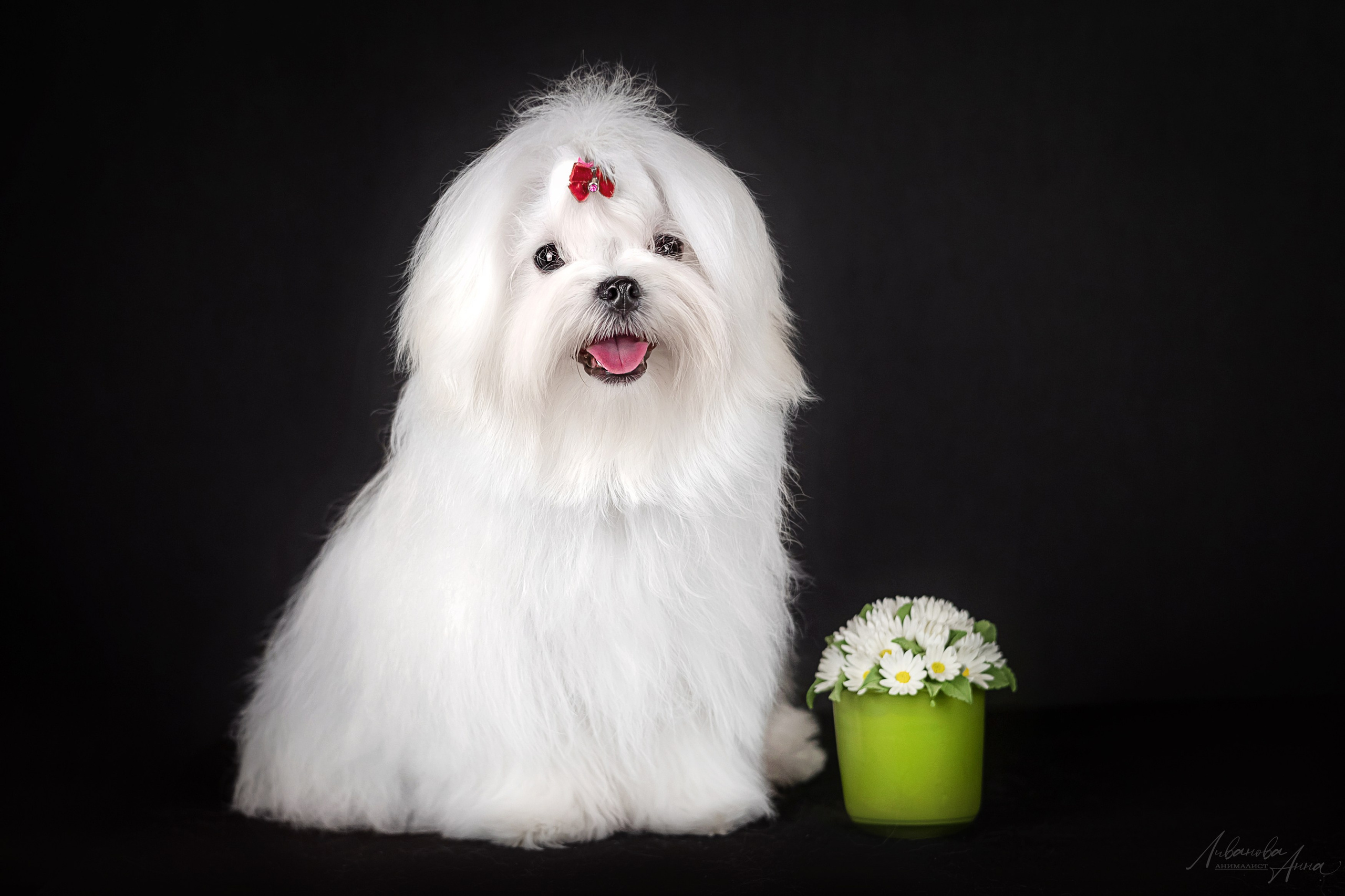 Мальтезе. Фотограф анималист Аня Ливанова | Рыбинск