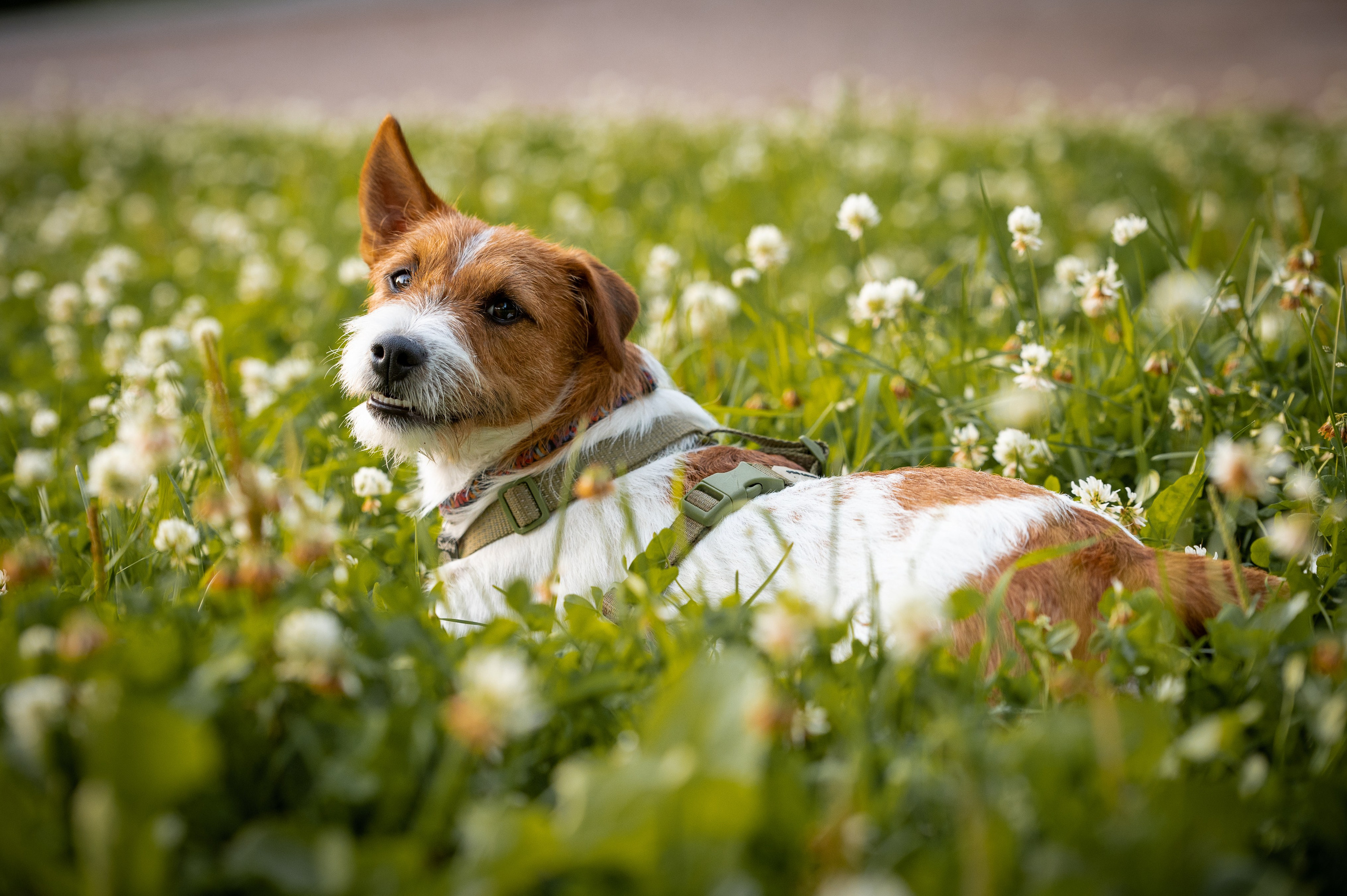 Собаки. Фотограф-анималист в Санкт-Петербурге Анастасия Иванова