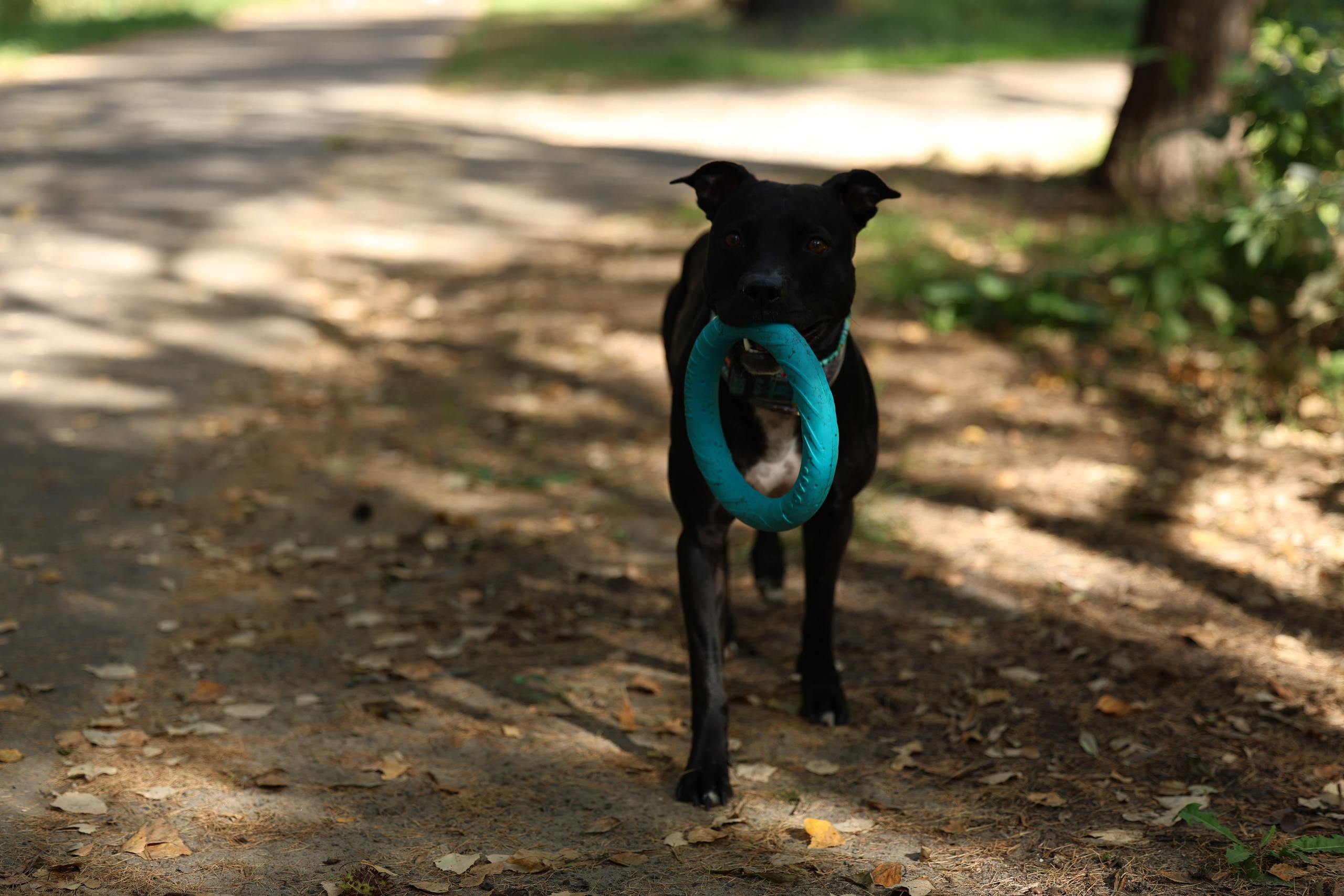 Алена и Бора. Виктория Михайловская. Фотограф-анималист. Москва