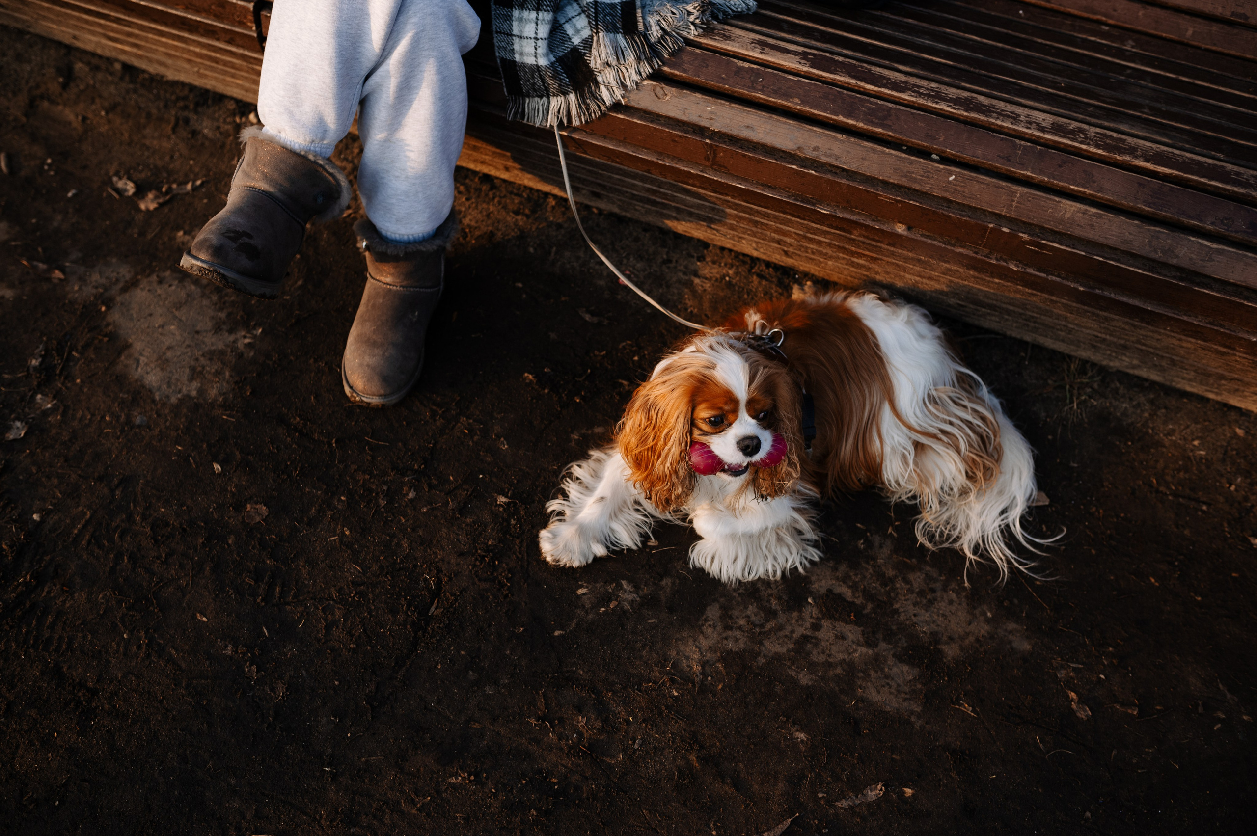 Лена и Арчи. Фотограф анималист в Москве Ольга Агушева