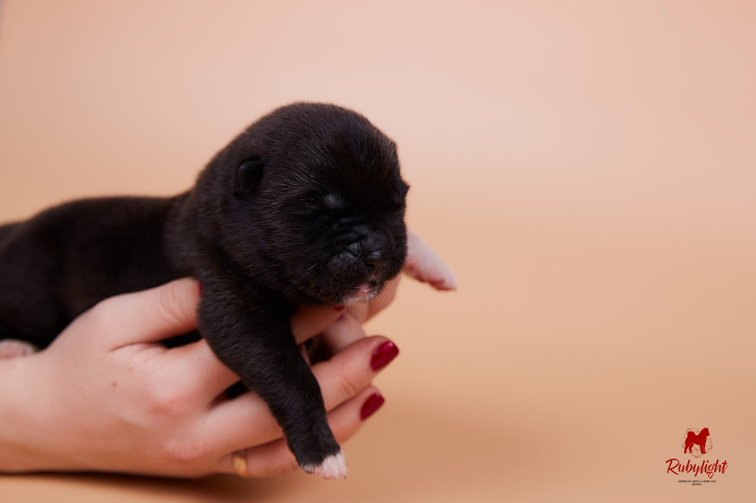 Щенки американской акиты в Санкт-Петербурге, Питомник Рубилайт Rubylight kennel 
Отец: IMAGINE DRAGON (Ruthdales Makin A Statement & Dancing Queen) 
Мать: INFINIT HAPPY (Restyl-ing Paradise Sander & Airish Cream)  