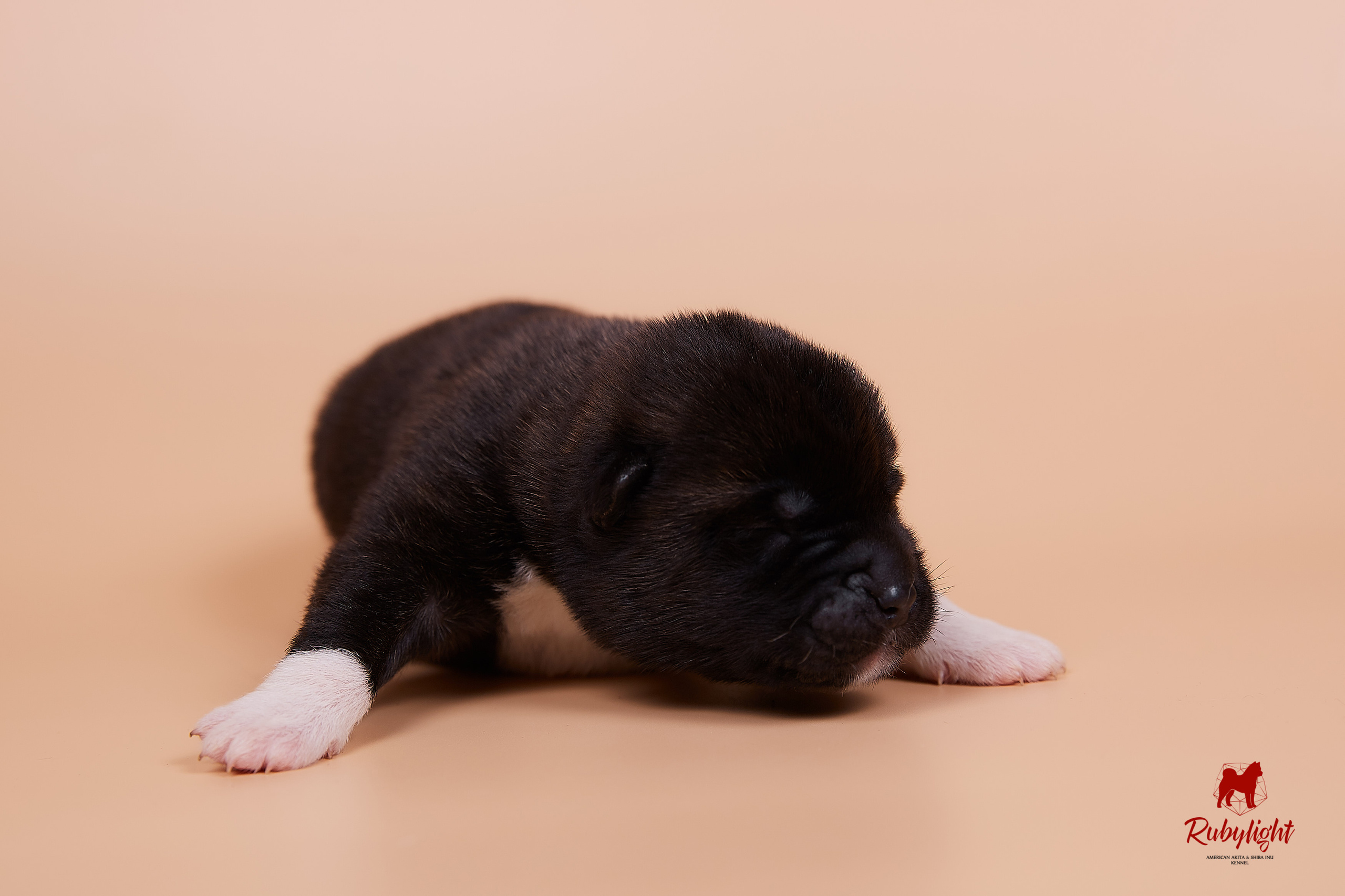 Щенки американской акиты в Санкт-Петербурге, Питомник Рубилайт Rubylight kennel 
Отец: IMAGINE DRAGON (Ruthdales Makin A Statement & Dancing Queen) 
Мать: INFINIT HAPPY (Restyl-ing Paradise Sander & Airish Cream)  