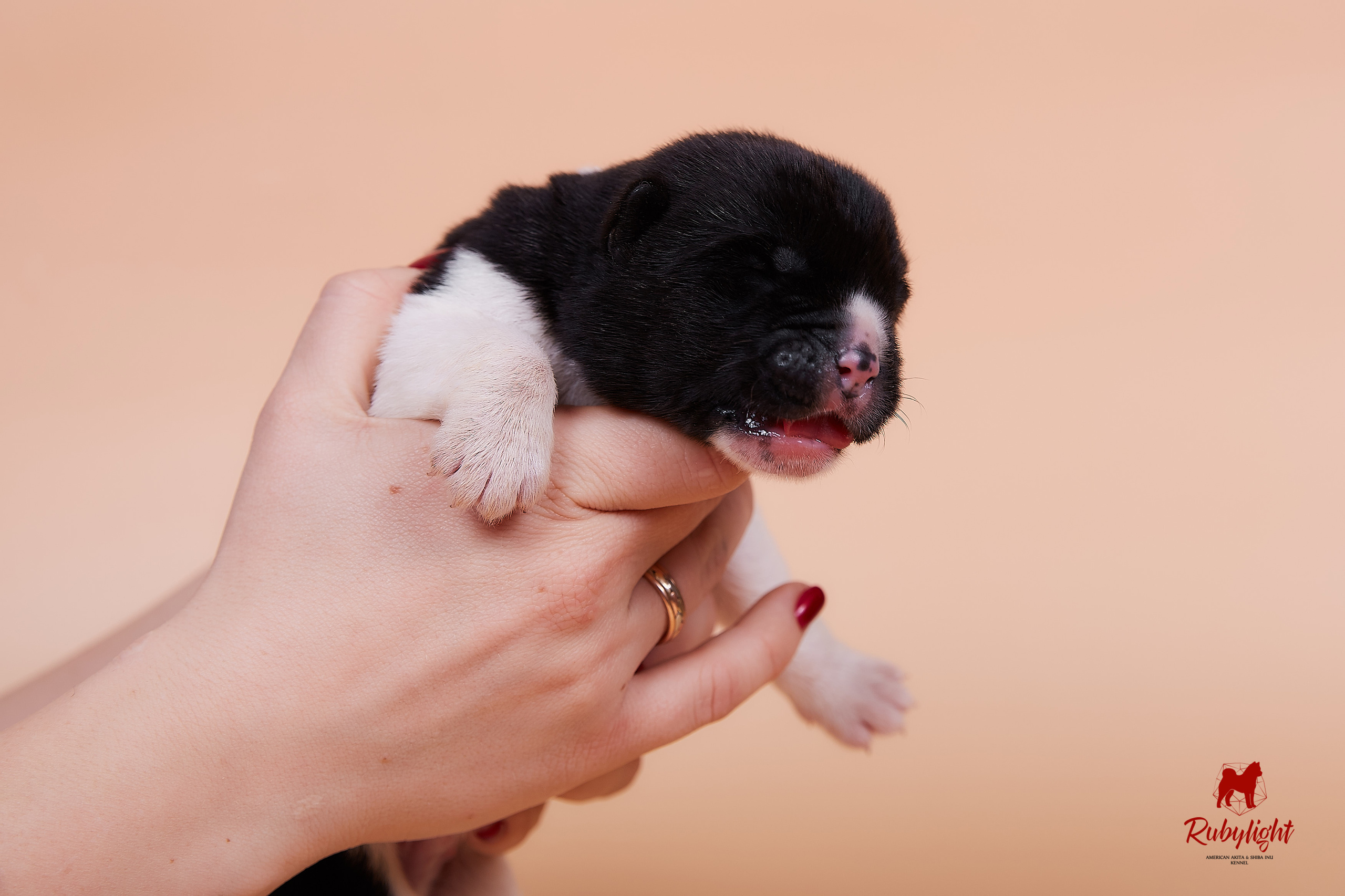 Щенки американской акиты в Санкт-Петербурге, Питомник Рубилайт Rubylight kennel 
Отец: IMAGINE DRAGON (Ruthdales Makin A Statement & Dancing Queen) 
Мать: INFINIT HAPPY (Restyl-ing Paradise Sander & Airish Cream)  