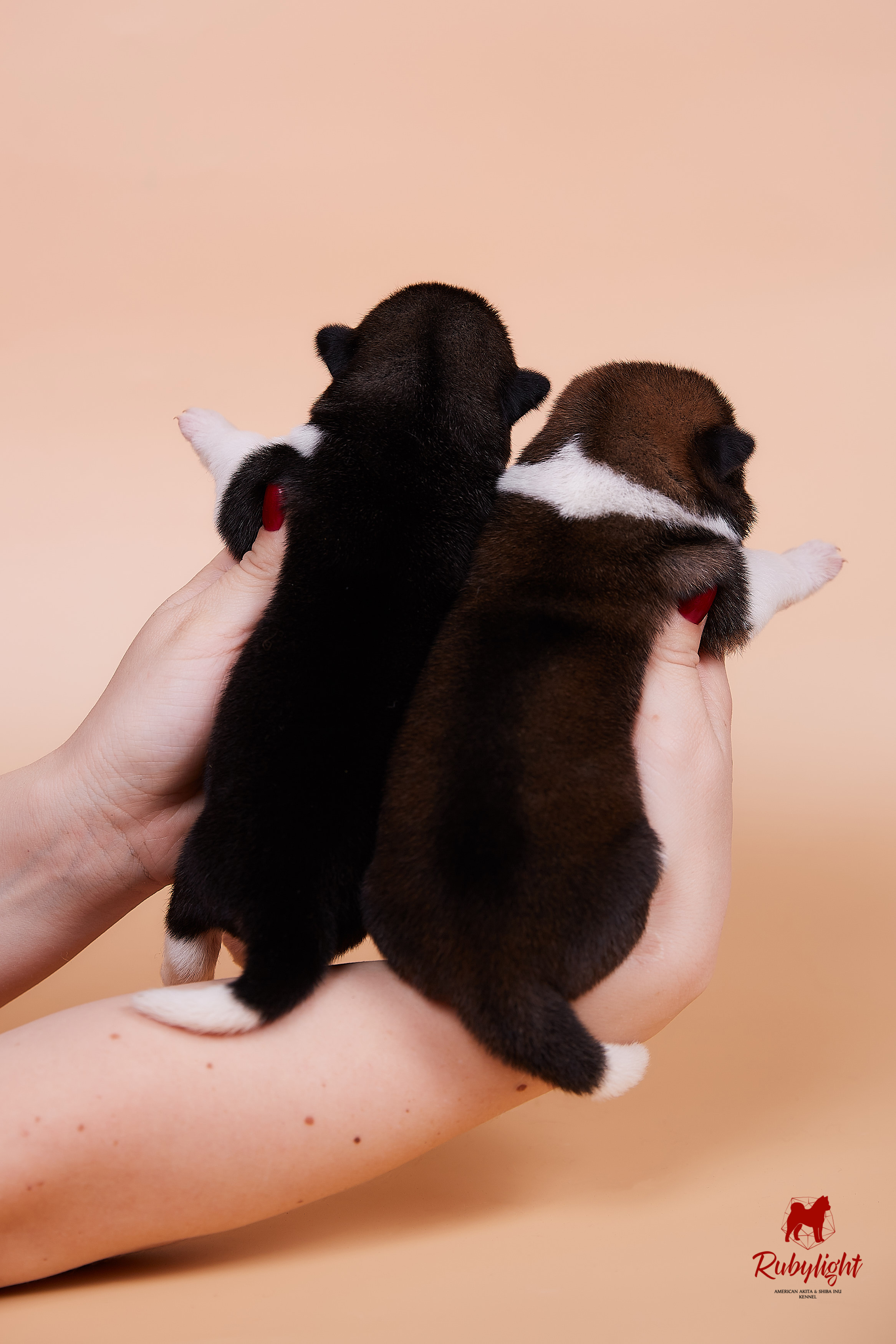 Щенки американской акиты в Санкт-Петербурге, Питомник Рубилайт Rubylight kennel 
Отец: IMAGINE DRAGON (Ruthdales Makin A Statement & Dancing Queen) 
Мать: INFINIT HAPPY (Restyl-ing Paradise Sander & Airish Cream)  