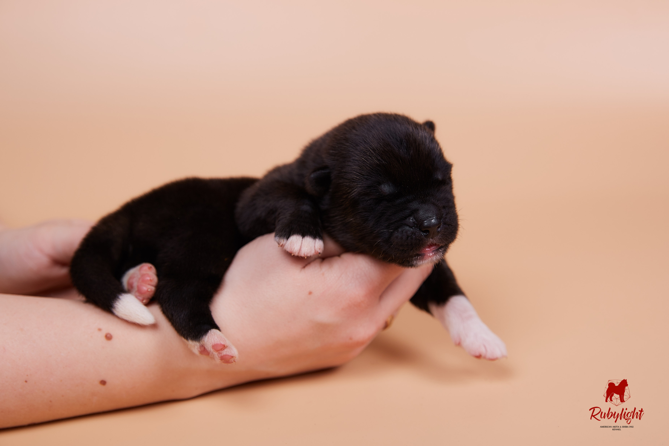 Щенки американской акиты в Санкт-Петербурге, Питомник Рубилайт Rubylight kennel 
Отец: IMAGINE DRAGON (Ruthdales Makin A Statement & Dancing Queen) 
Мать: INFINIT HAPPY (Restyl-ing Paradise Sander & Airish Cream)  