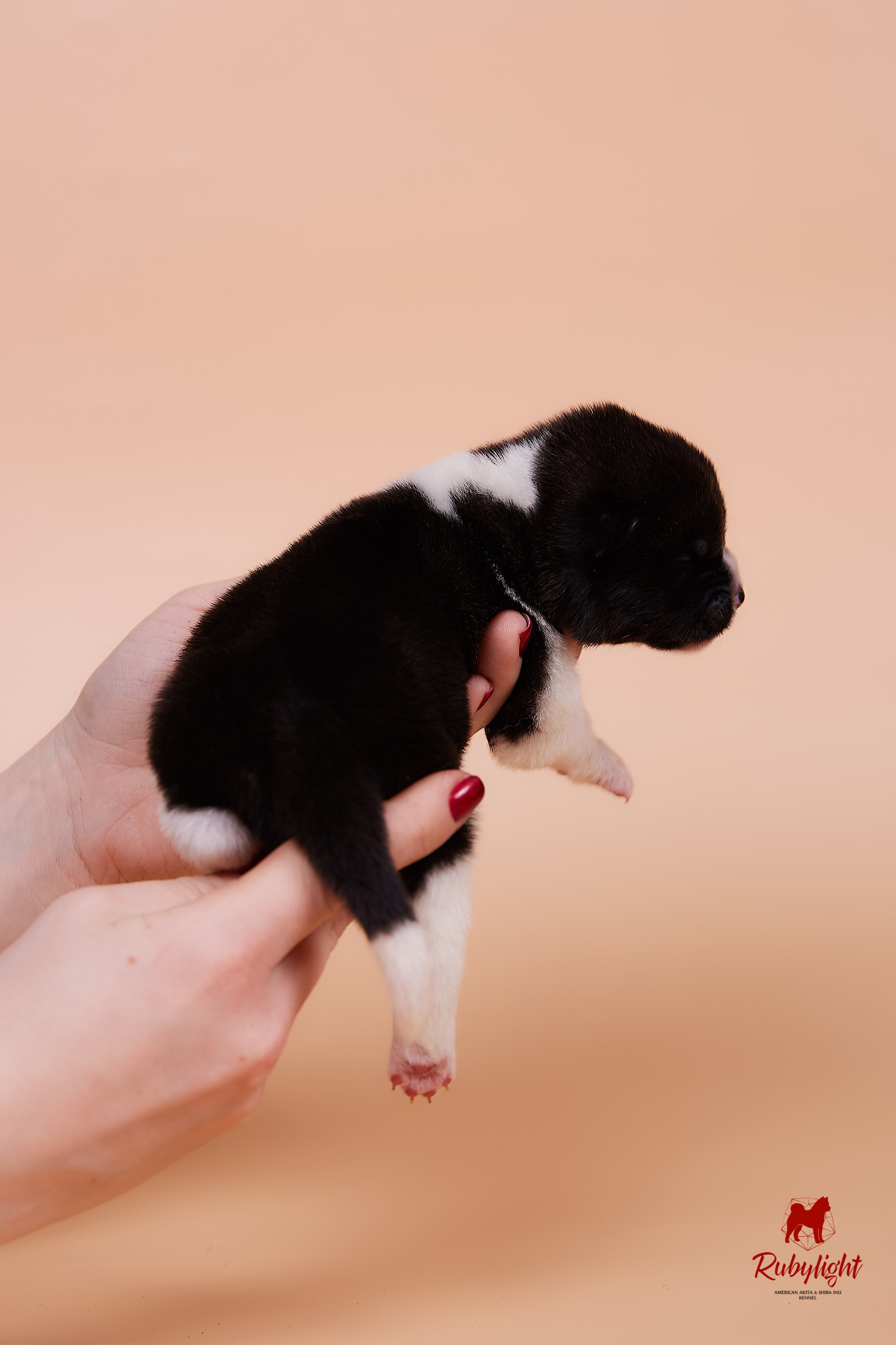 Щенки американской акиты в Санкт-Петербурге, Питомник Рубилайт Rubylight kennel 
Отец: IMAGINE DRAGON (Ruthdales Makin A Statement & Dancing Queen) 
Мать: INFINIT HAPPY (Restyl-ing Paradise Sander & Airish Cream)  