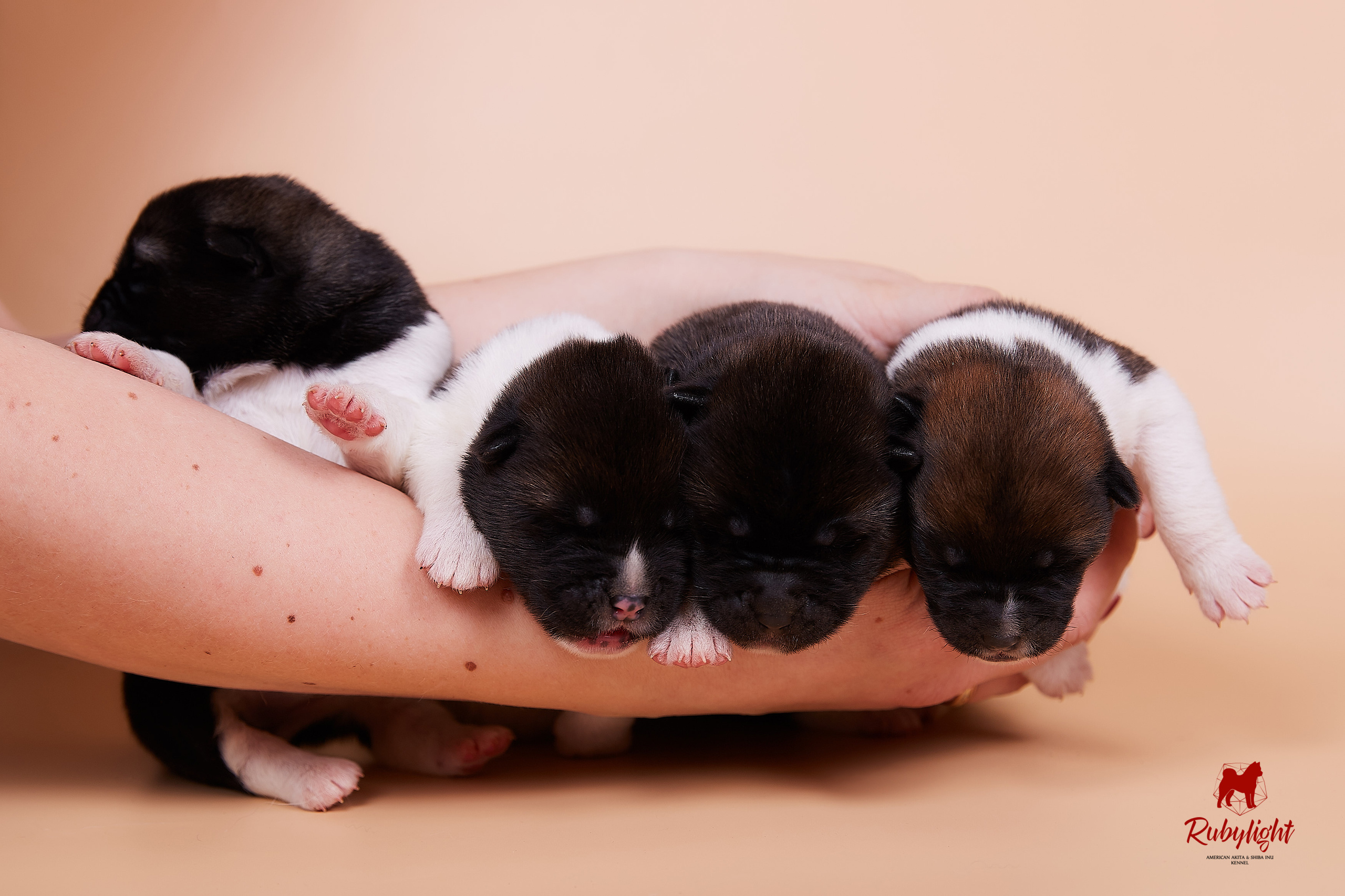 Щенки американской акиты в Санкт-Петербурге, Питомник Рубилайт Rubylight kennel 
Отец: IMAGINE DRAGON (Ruthdales Makin A Statement & Dancing Queen) 
Мать: INFINIT HAPPY (Restyl-ing Paradise Sander & Airish Cream)  