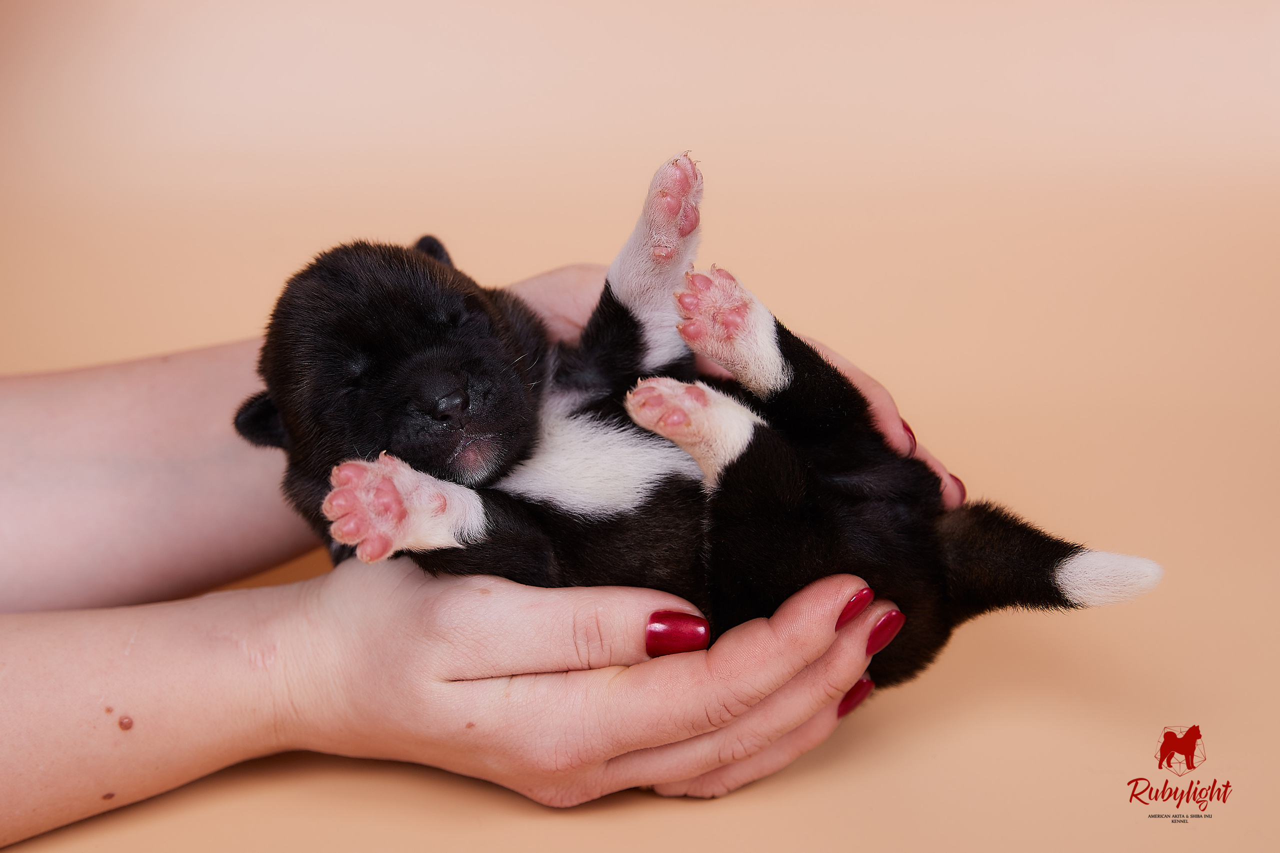 Щенки американской акиты в Санкт-Петербурге, Питомник Рубилайт Rubylight kennel 
Отец: IMAGINE DRAGON (Ruthdales Makin A Statement & Dancing Queen) 
Мать: INFINIT HAPPY (Restyl-ing Paradise Sander & Airish Cream)  