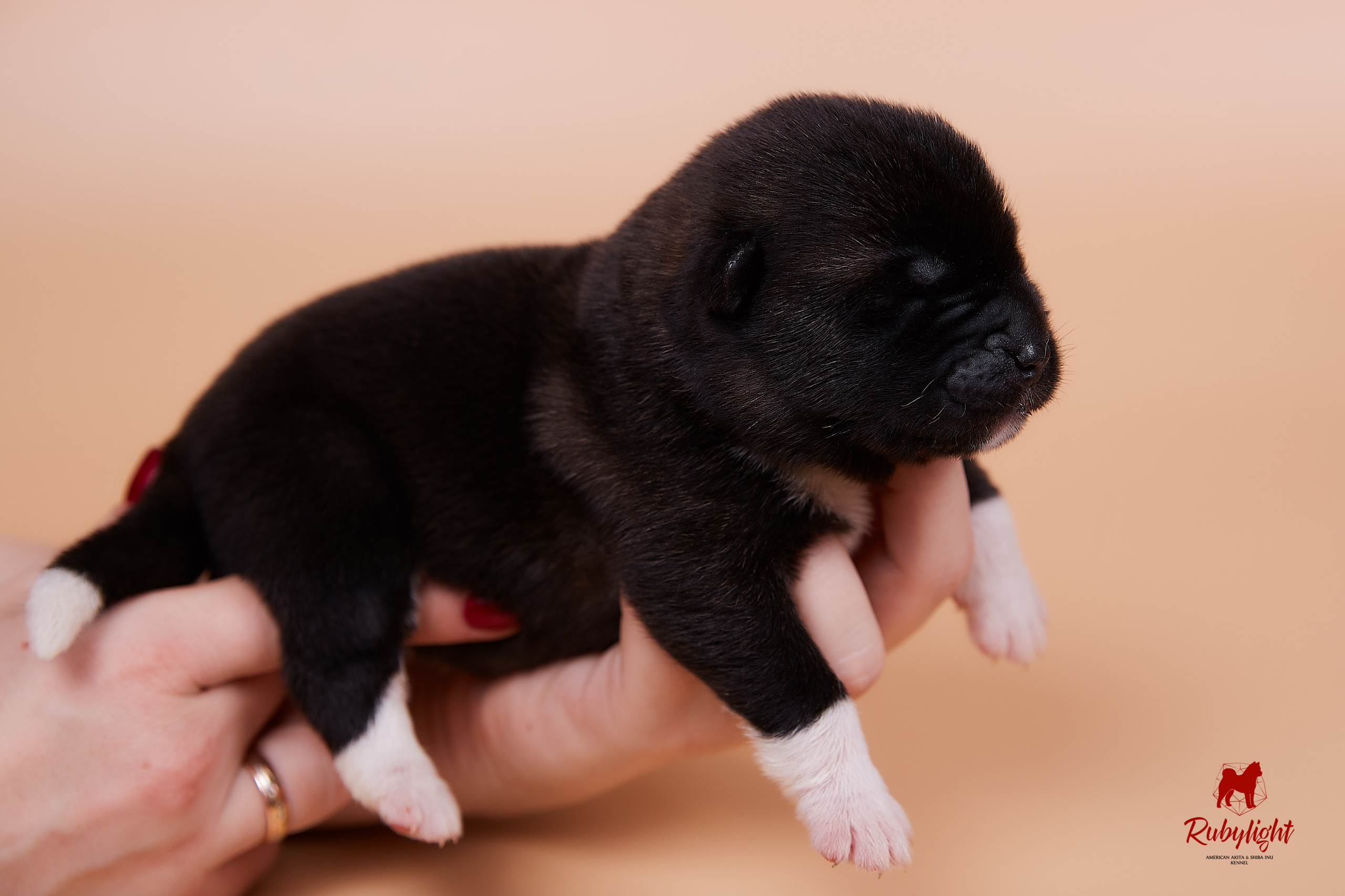 Щенки американской акиты в Санкт-Петербурге, Питомник Рубилайт Rubylight kennel 
Отец: IMAGINE DRAGON (Ruthdales Makin A Statement & Dancing Queen) 
Мать: INFINIT HAPPY (Restyl-ing Paradise Sander & Airish Cream)  