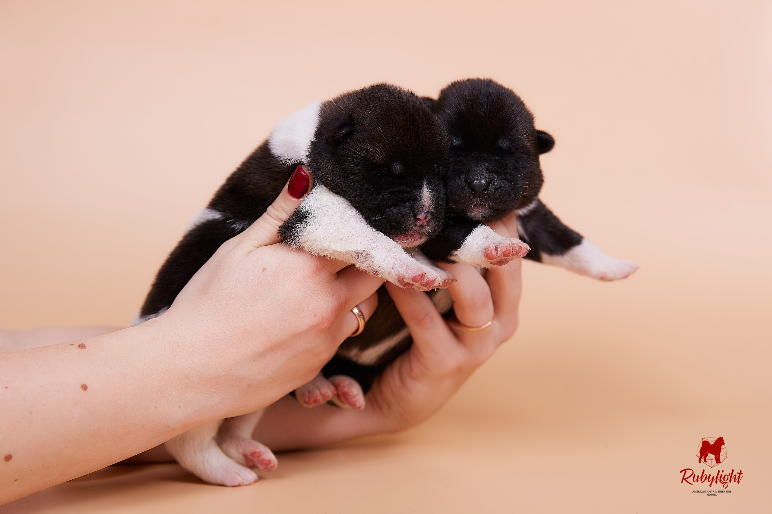 Щенки американской акиты в Санкт-Петербурге, Питомник Рубилайт Rubylight kennel 
Отец: IMAGINE DRAGON (Ruthdales Makin A Statement & Dancing Queen) 
Мать: INFINIT HAPPY (Restyl-ing Paradise Sander & Airish Cream)  