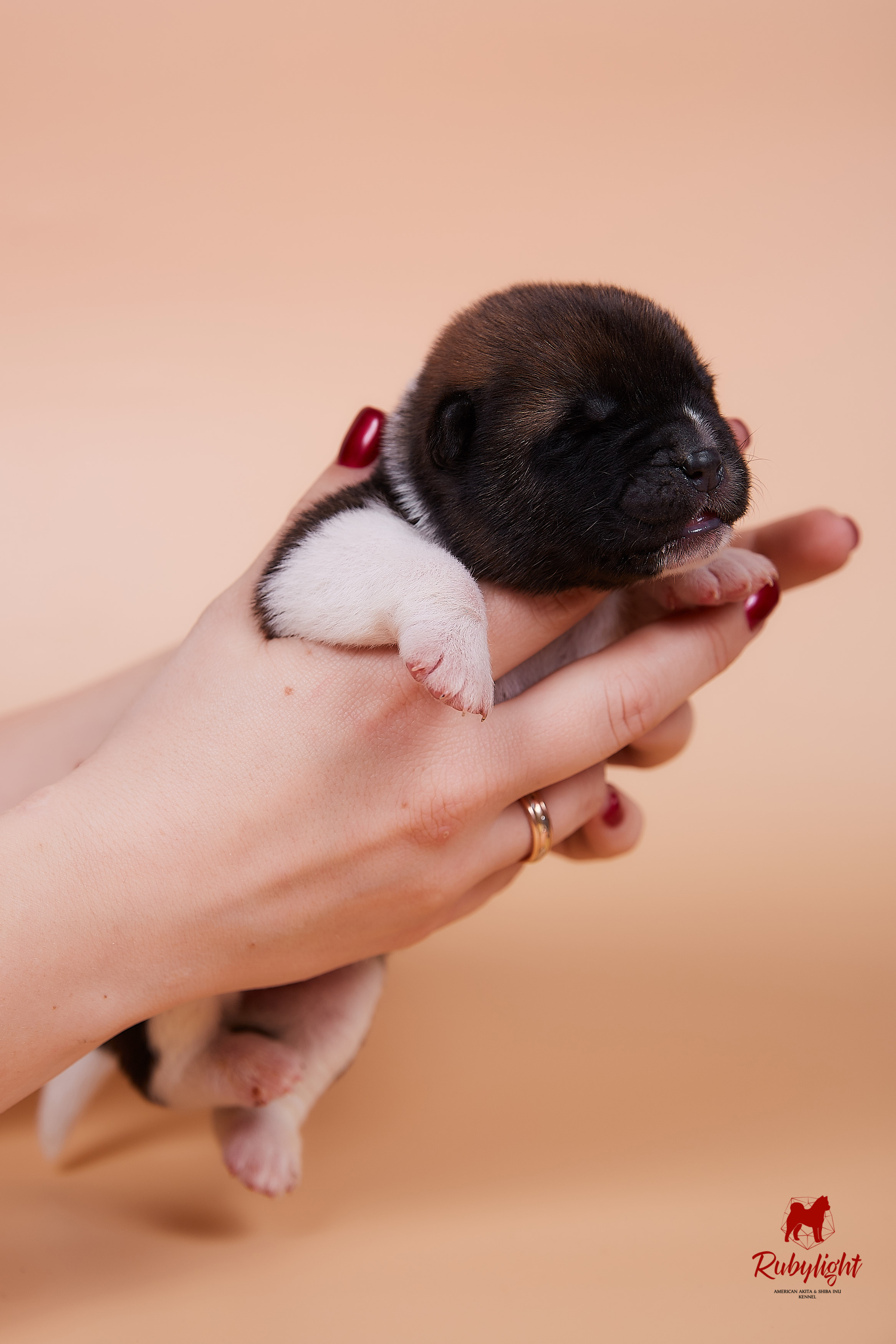 Щенки американской акиты в Санкт-Петербурге, Питомник Рубилайт Rubylight kennel 
Отец: IMAGINE DRAGON (Ruthdales Makin A Statement & Dancing Queen) 
Мать: INFINIT HAPPY (Restyl-ing Paradise Sander & Airish Cream)  