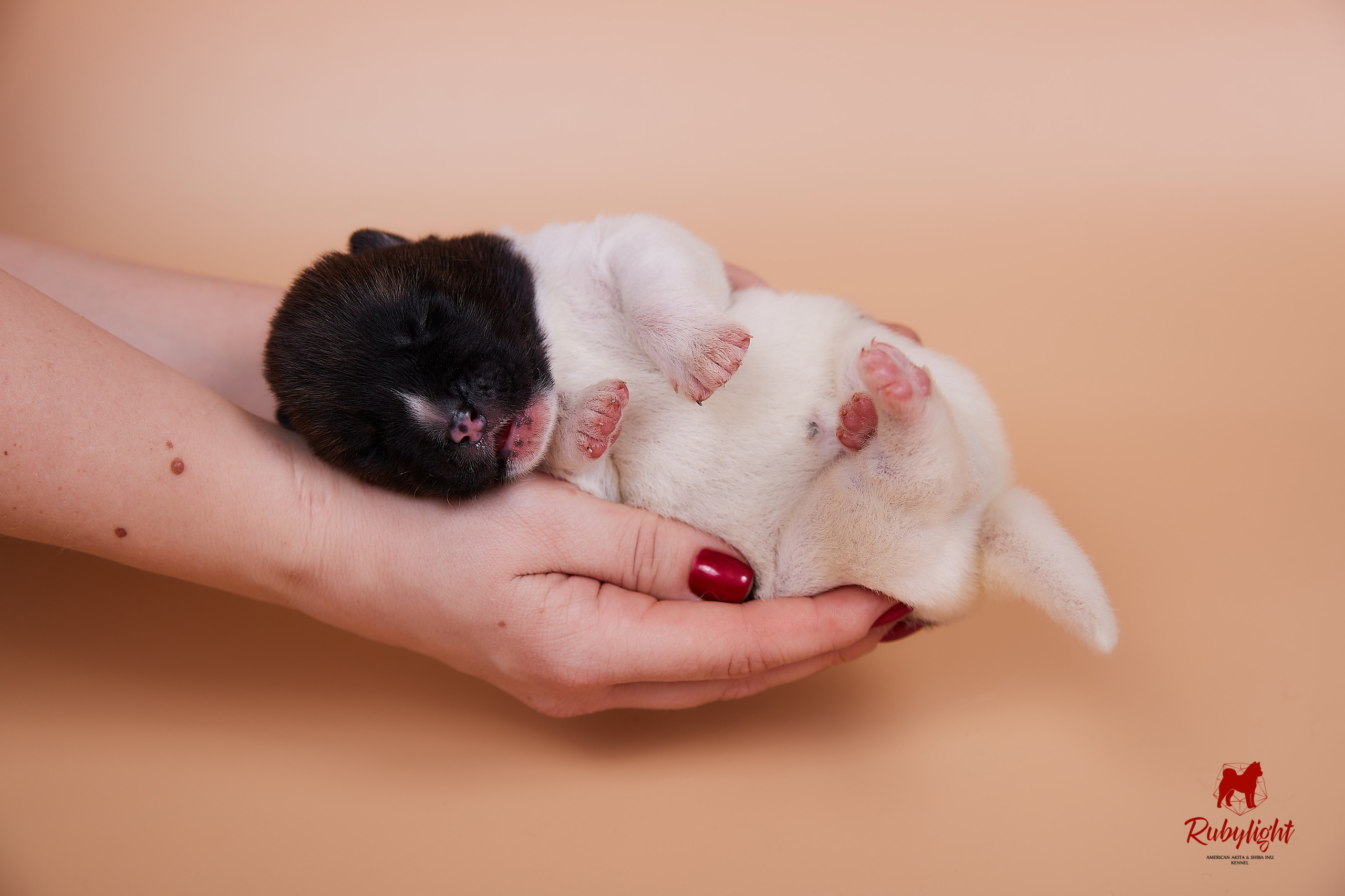 Щенки американской акиты в Санкт-Петербурге, Питомник Рубилайт Rubylight kennel 
Отец: IMAGINE DRAGON (Ruthdales Makin A Statement & Dancing Queen) 
Мать: INFINIT HAPPY (Restyl-ing Paradise Sander & Airish Cream)  