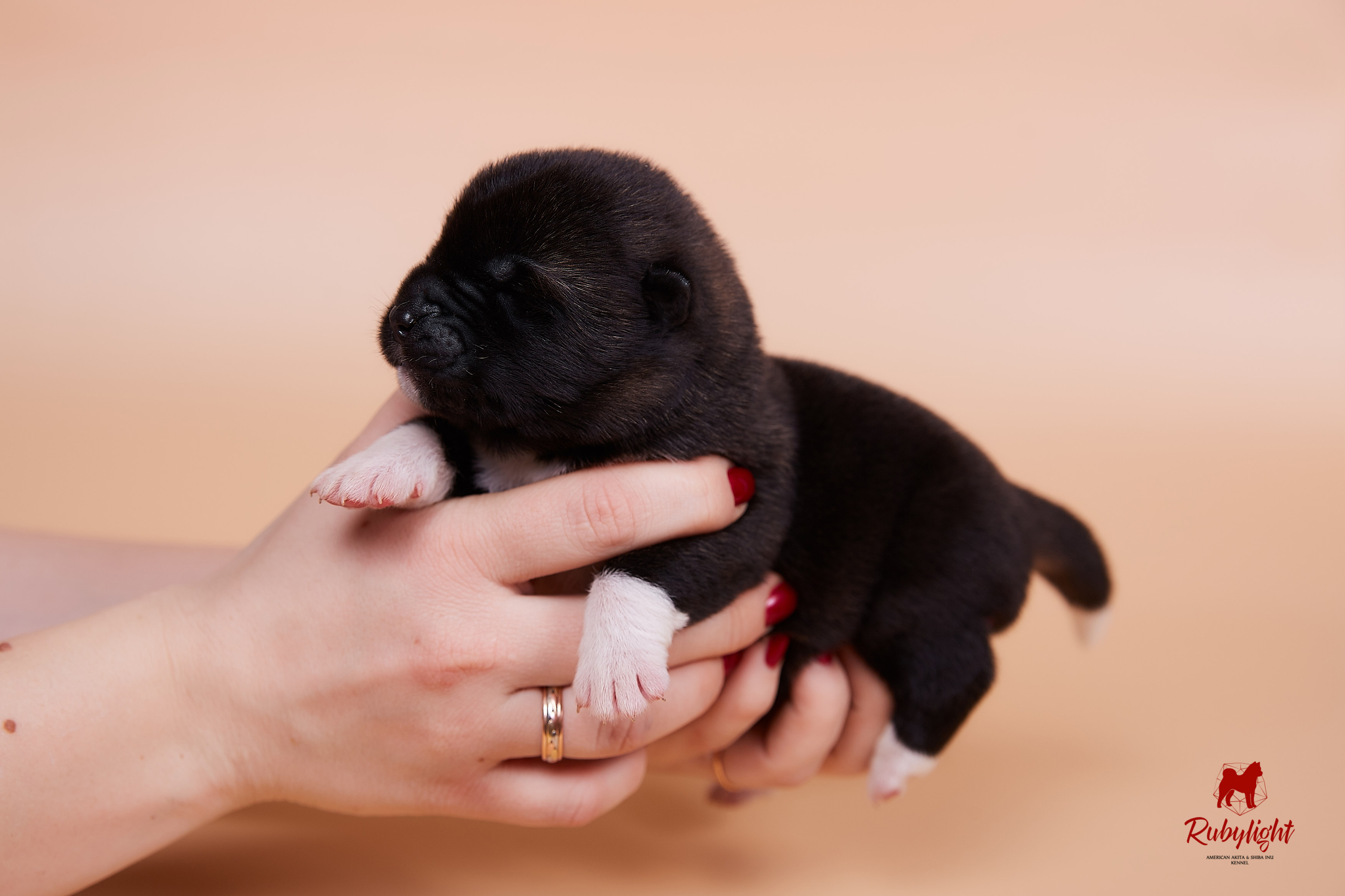 Щенки американской акиты в Санкт-Петербурге, Питомник Рубилайт Rubylight kennel 
Отец: IMAGINE DRAGON (Ruthdales Makin A Statement & Dancing Queen) 
Мать: INFINIT HAPPY (Restyl-ing Paradise Sander & Airish Cream)  