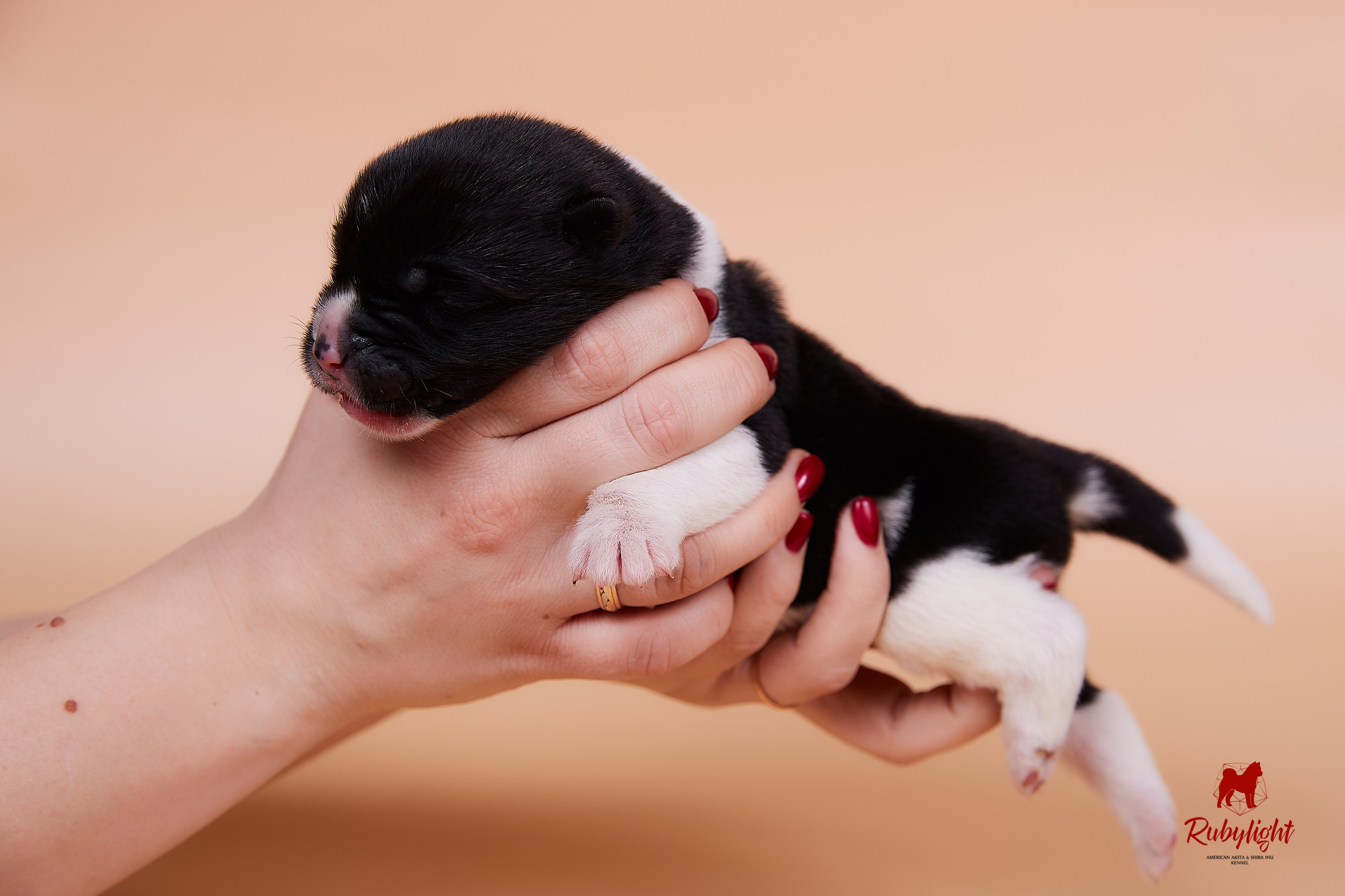 Щенки американской акиты в Санкт-Петербурге, Питомник Рубилайт Rubylight kennel 
Отец: IMAGINE DRAGON (Ruthdales Makin A Statement & Dancing Queen) 
Мать: INFINIT HAPPY (Restyl-ing Paradise Sander & Airish Cream)  