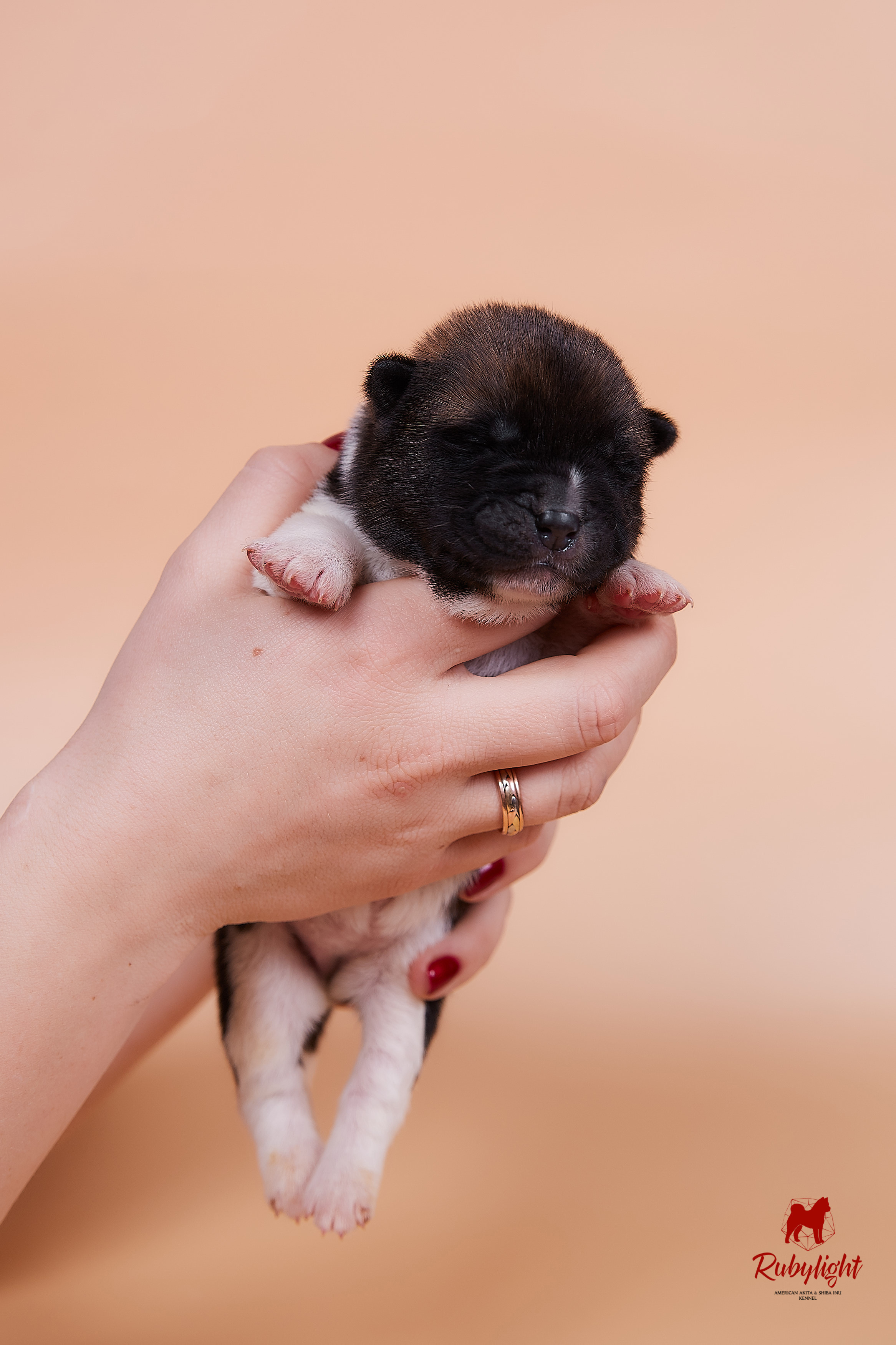 Щенки американской акиты в Санкт-Петербурге, Питомник Рубилайт Rubylight kennel 
Отец: IMAGINE DRAGON (Ruthdales Makin A Statement & Dancing Queen) 
Мать: INFINIT HAPPY (Restyl-ing Paradise Sander & Airish Cream)  