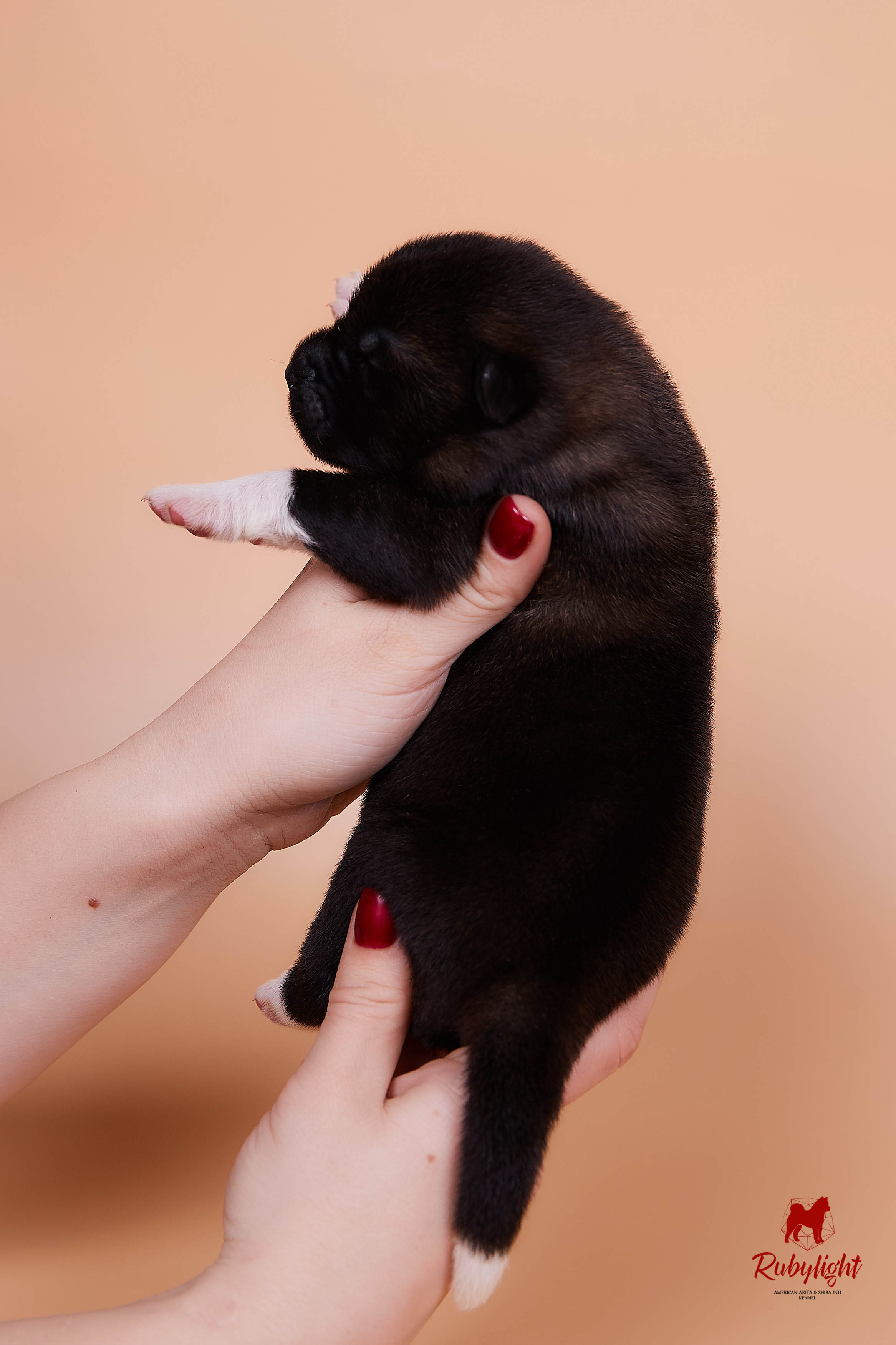 Щенки американской акиты в Санкт-Петербурге, Питомник Рубилайт Rubylight kennel 
Отец: IMAGINE DRAGON (Ruthdales Makin A Statement & Dancing Queen) 
Мать: INFINIT HAPPY (Restyl-ing Paradise Sander & Airish Cream)  